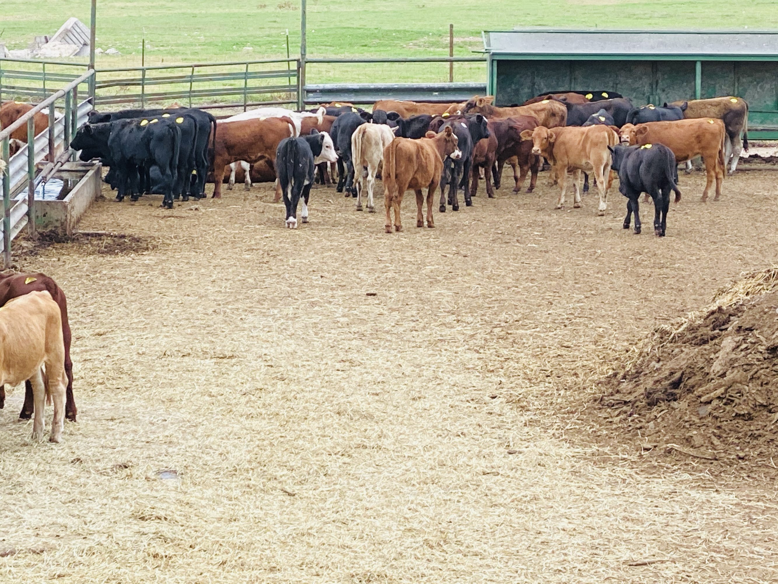 1 load #1 1/2 Heifers