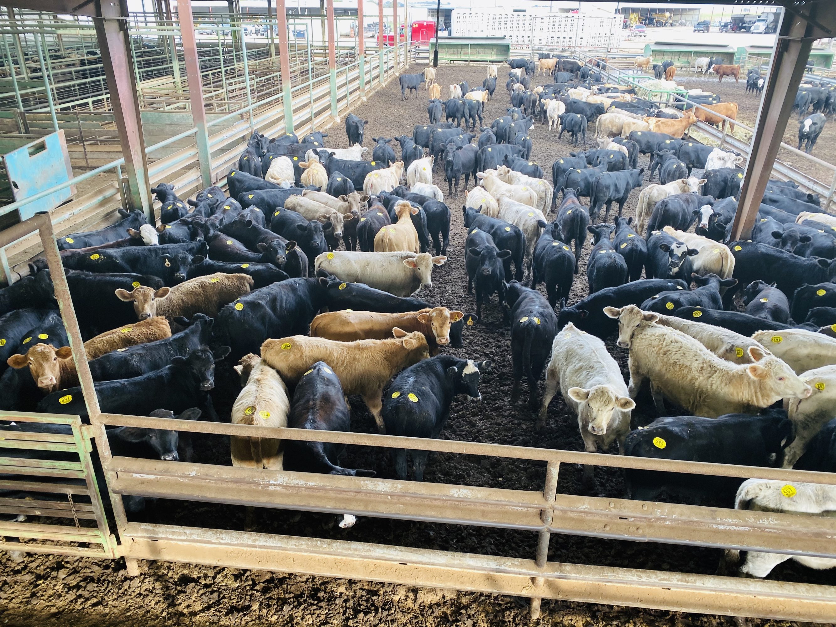 2 loads #1 Heifers
