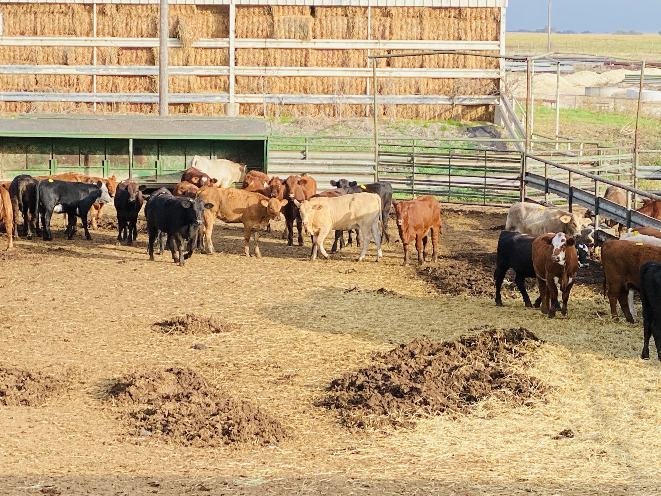 1 load #1 & #1 1/2 Heifers