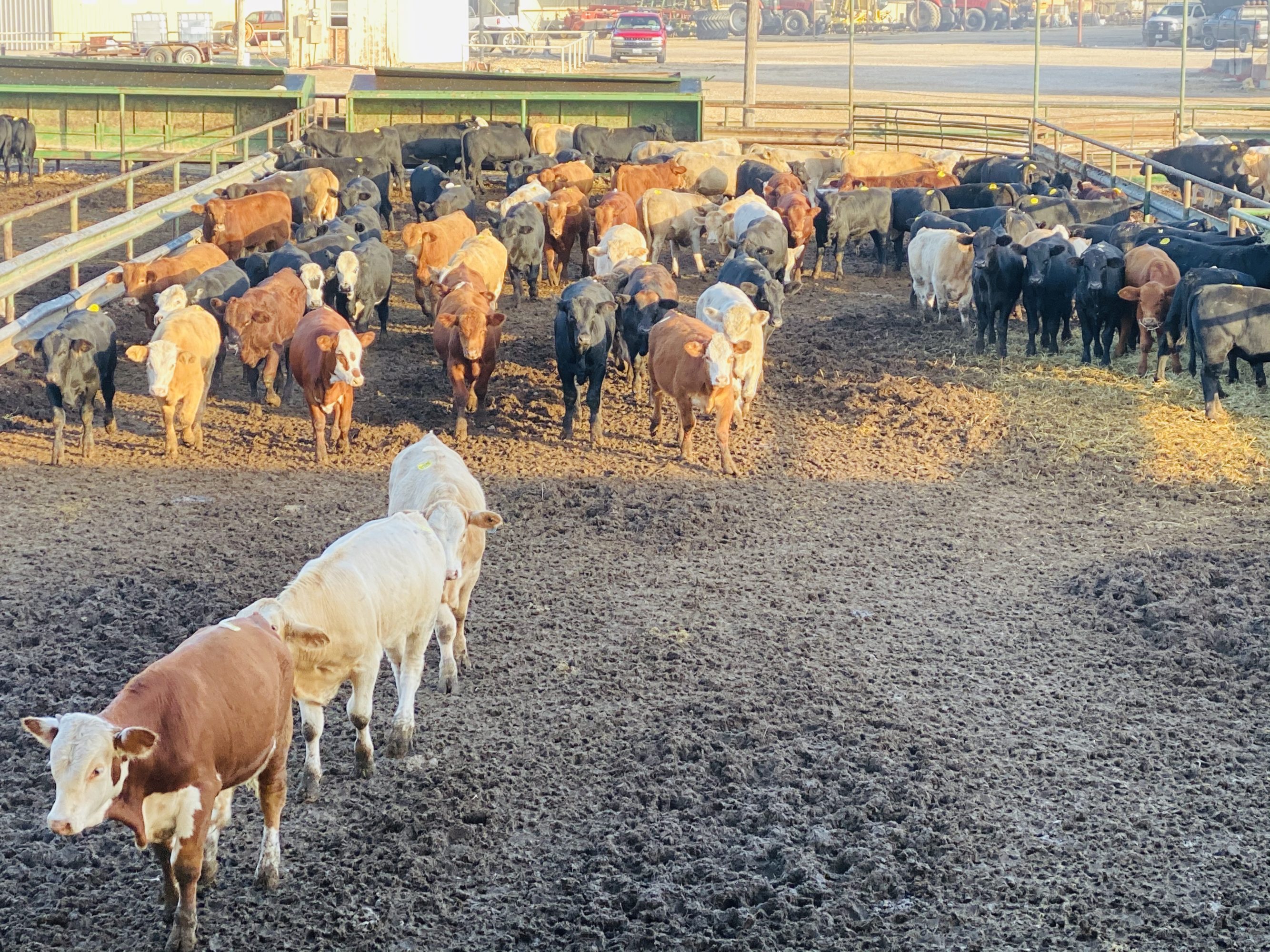 1 load #1 Steers/Bulls
