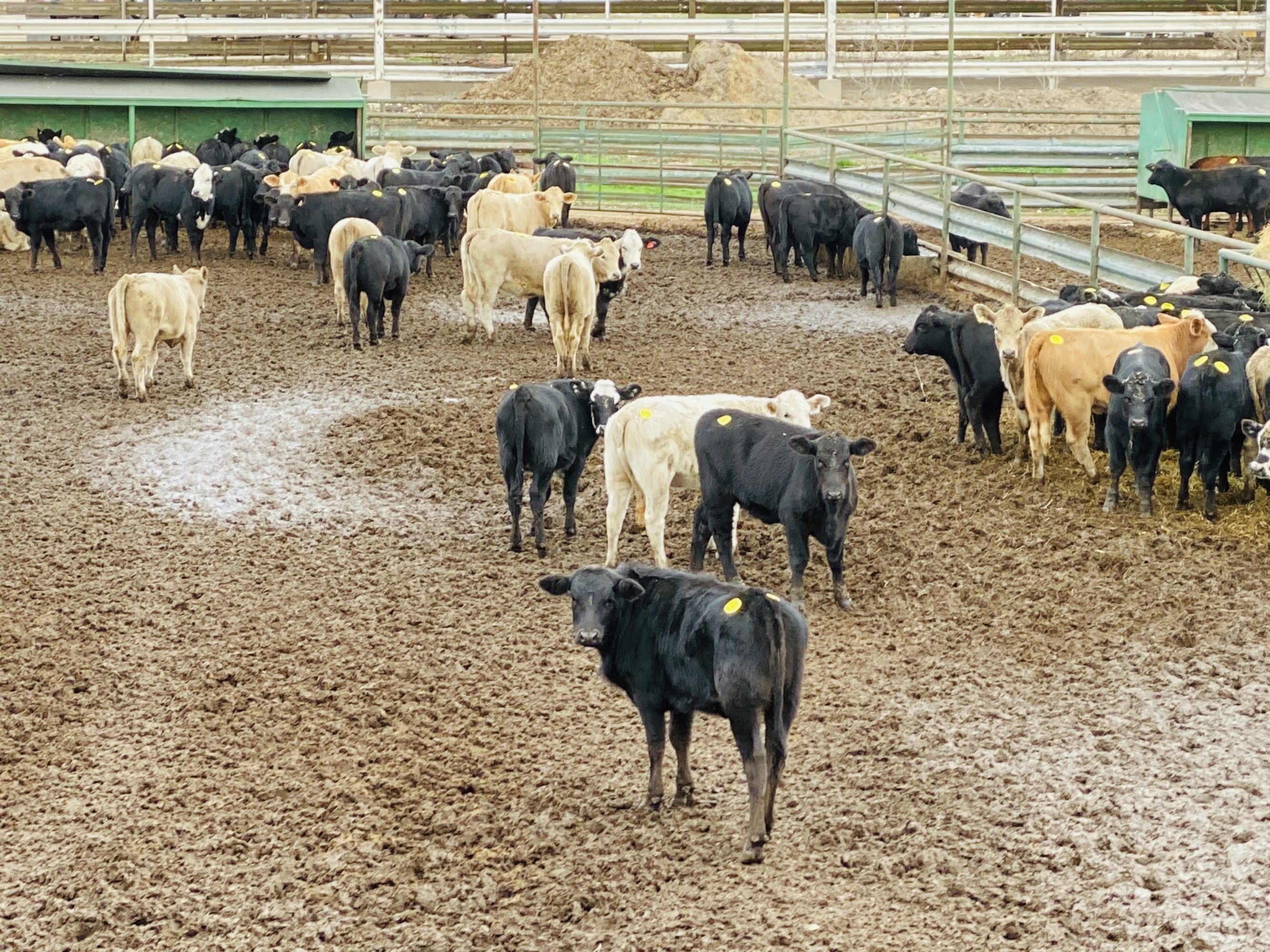 1 load #1 Black/CharX Heifers