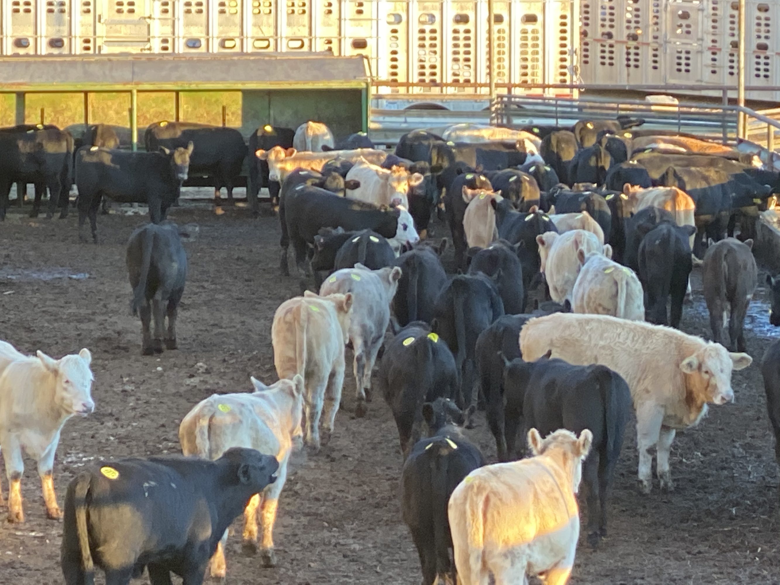 1 load #1 Heifers