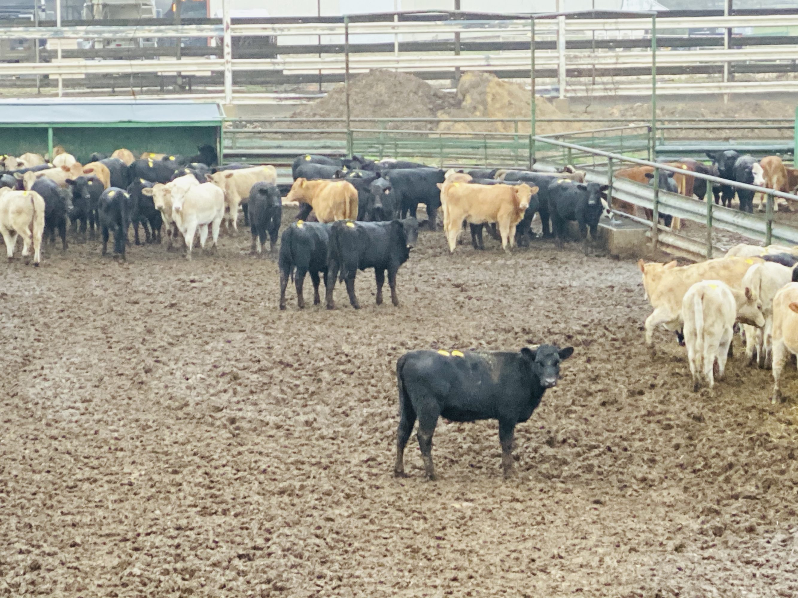 1 load #1 Heifers
