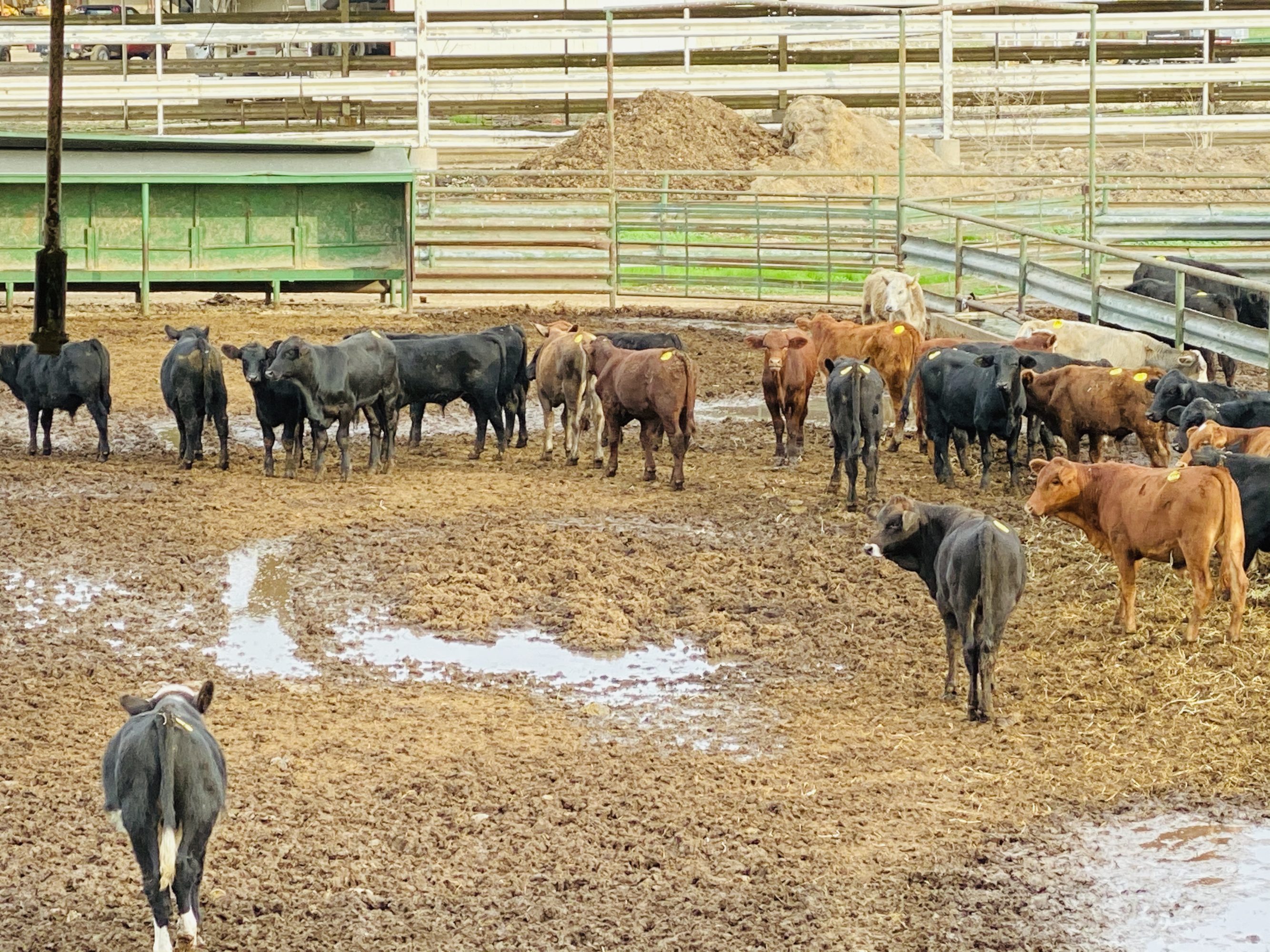 1 load #1 1/2 Steers/Bulls