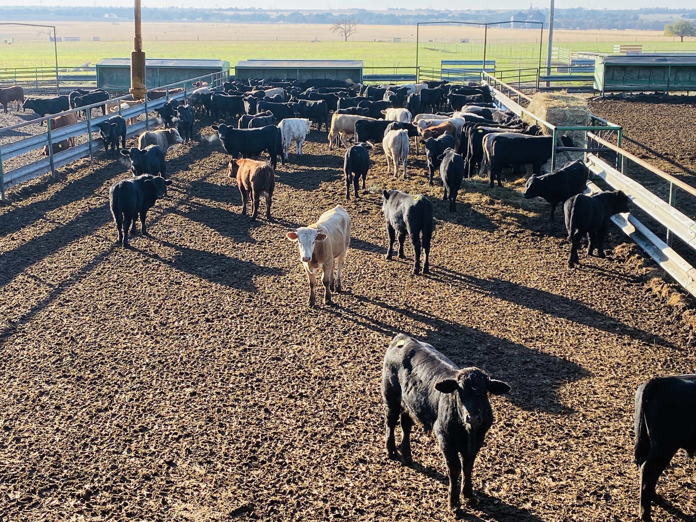 1 load #1 Steers/Bulls