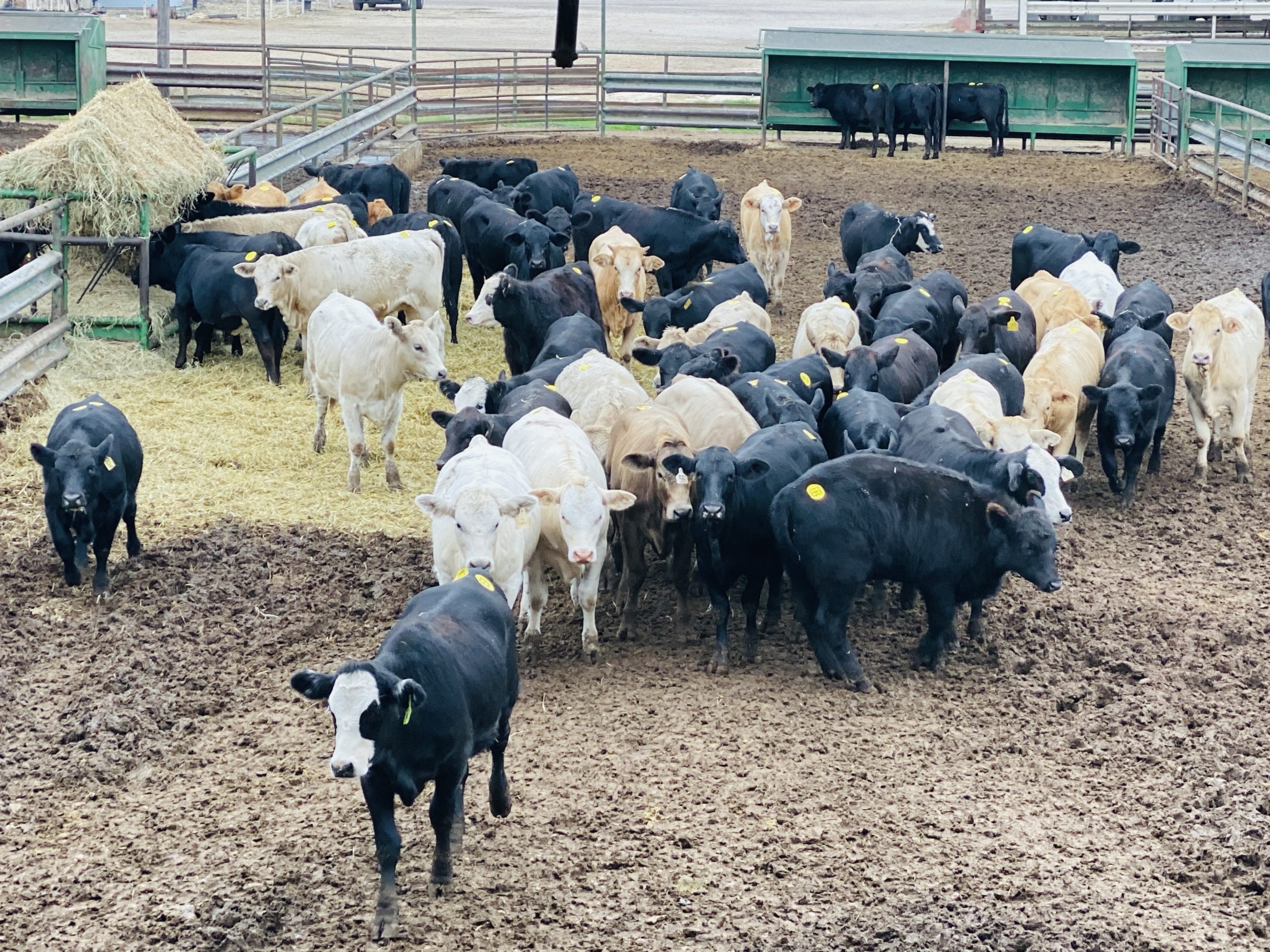 1 load #1 & #1 1/2 Heifers