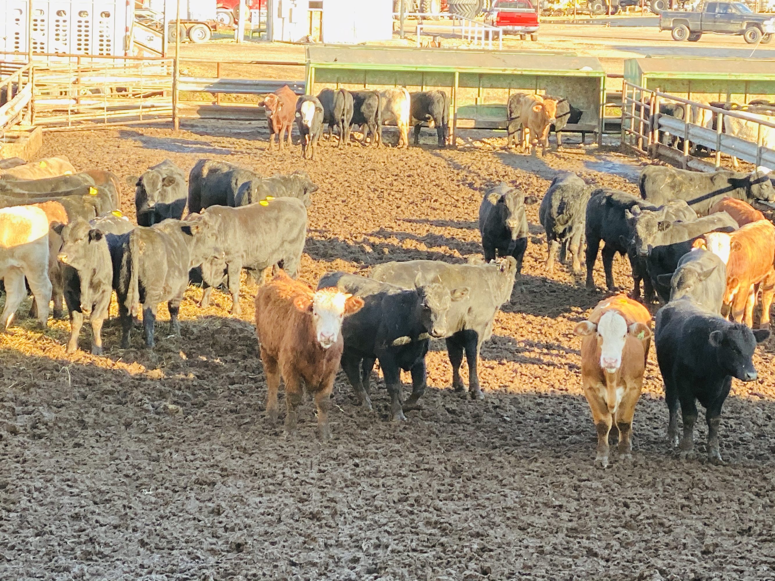 1 load #1 Steers/Bulls