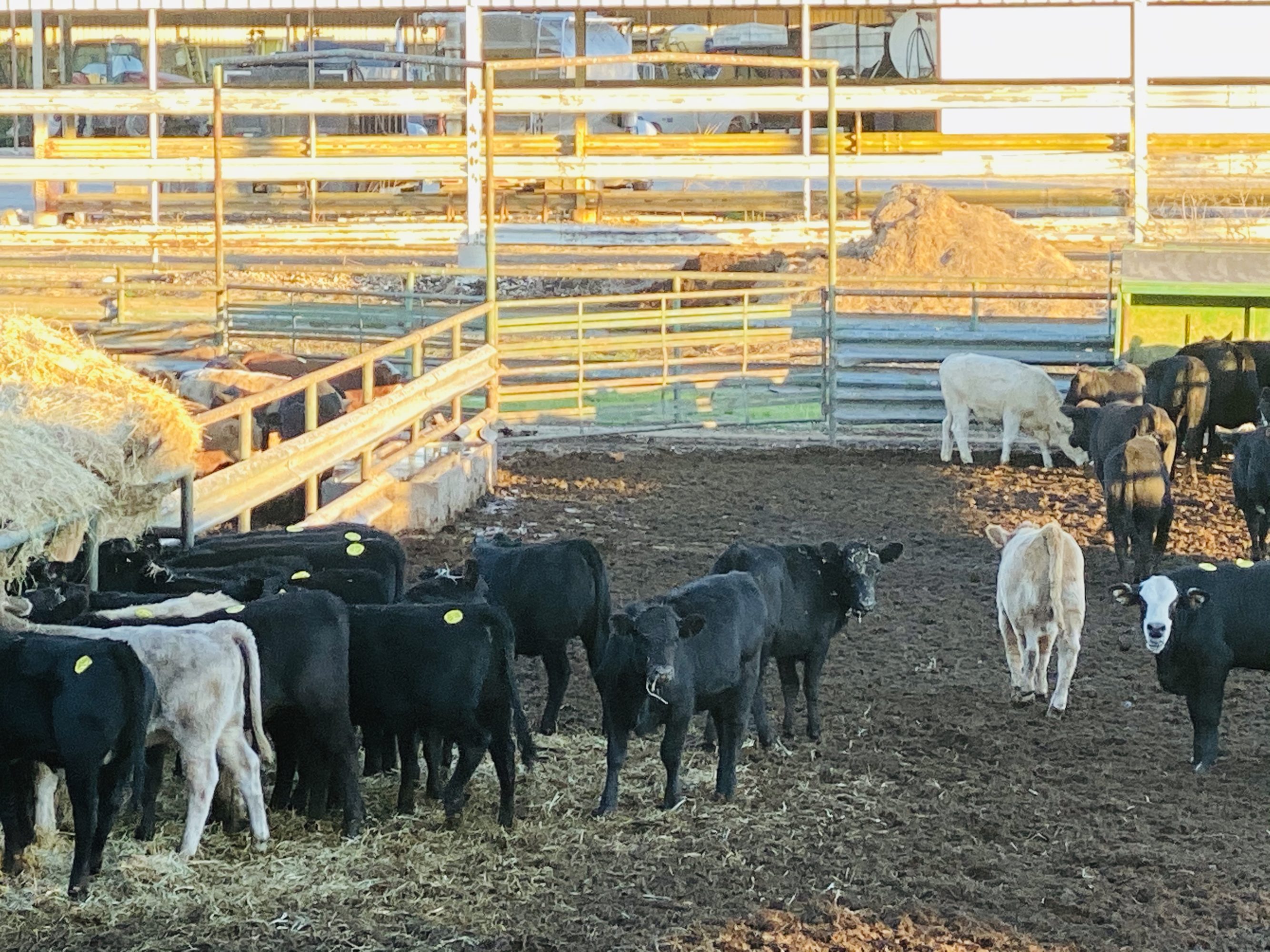 2 loads #1 & #1 1/2 Heifers