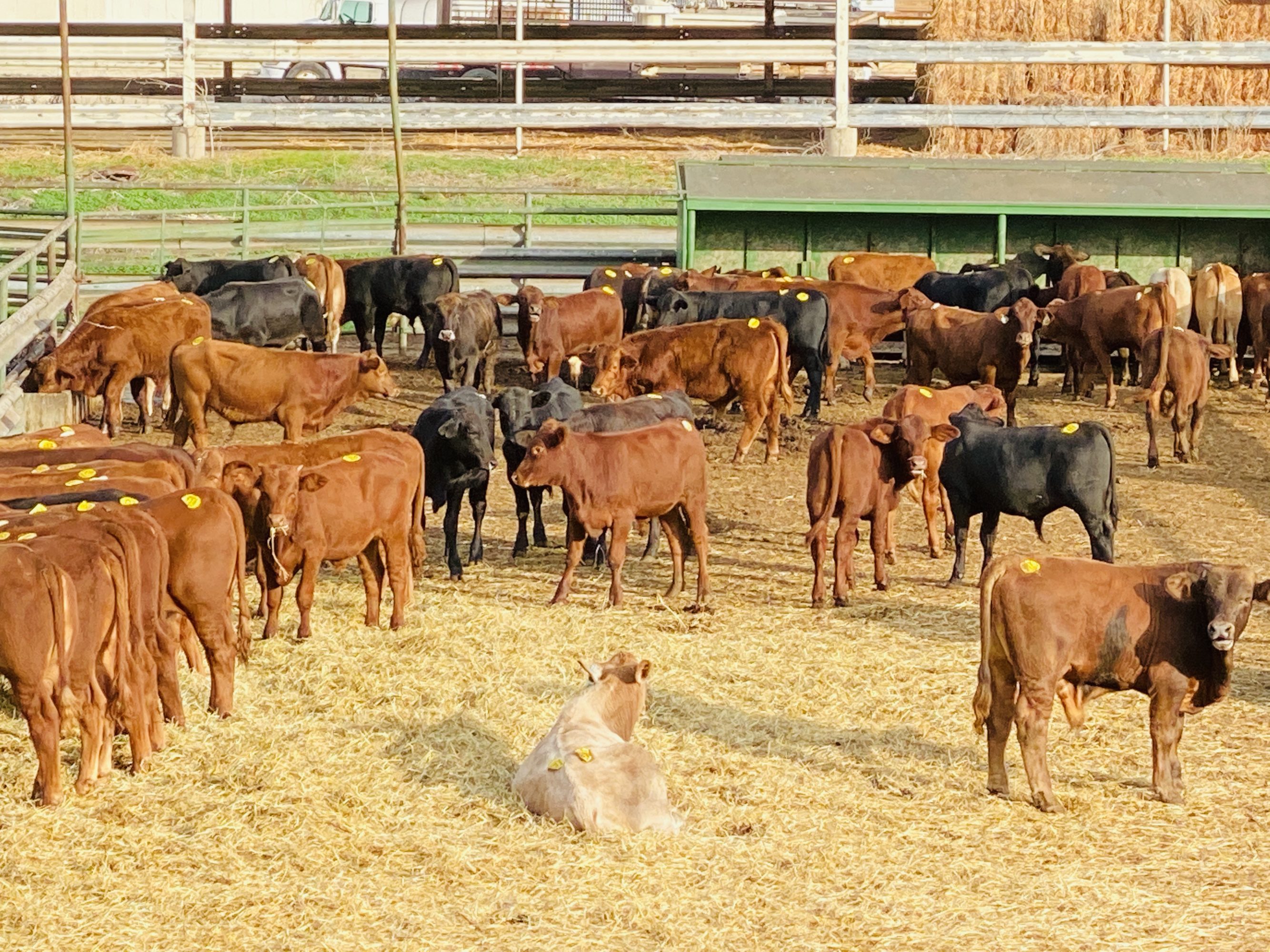1 load #1 1/2 Steers/Bulls