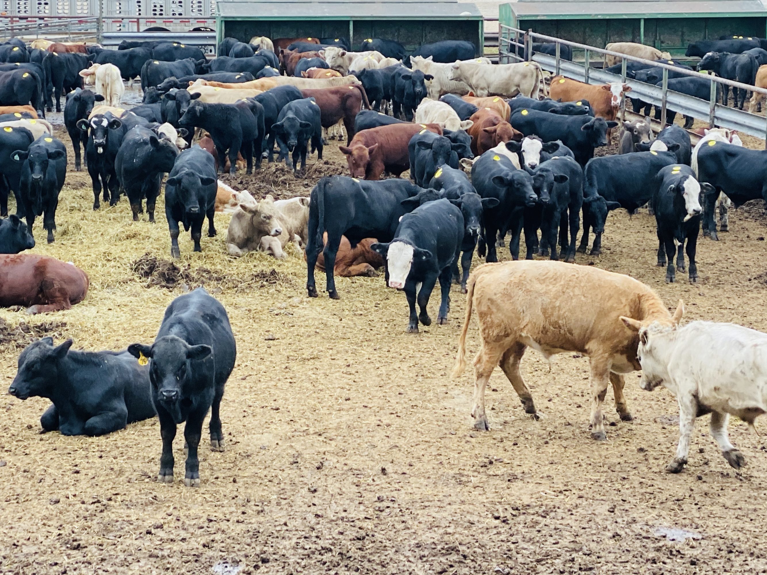 2 loads #1 & #1 1/2 Steers/Bulls
