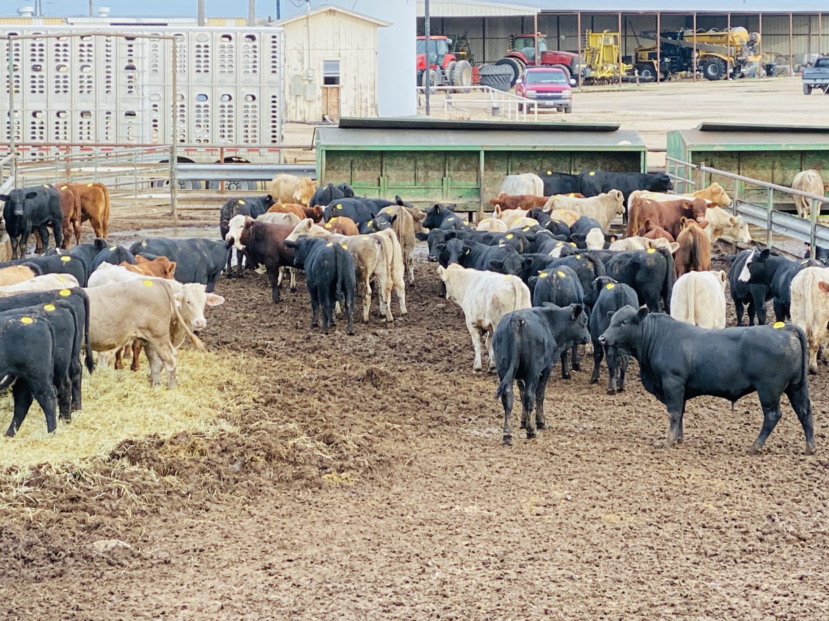 2 loads #1 Steers/Bulls
