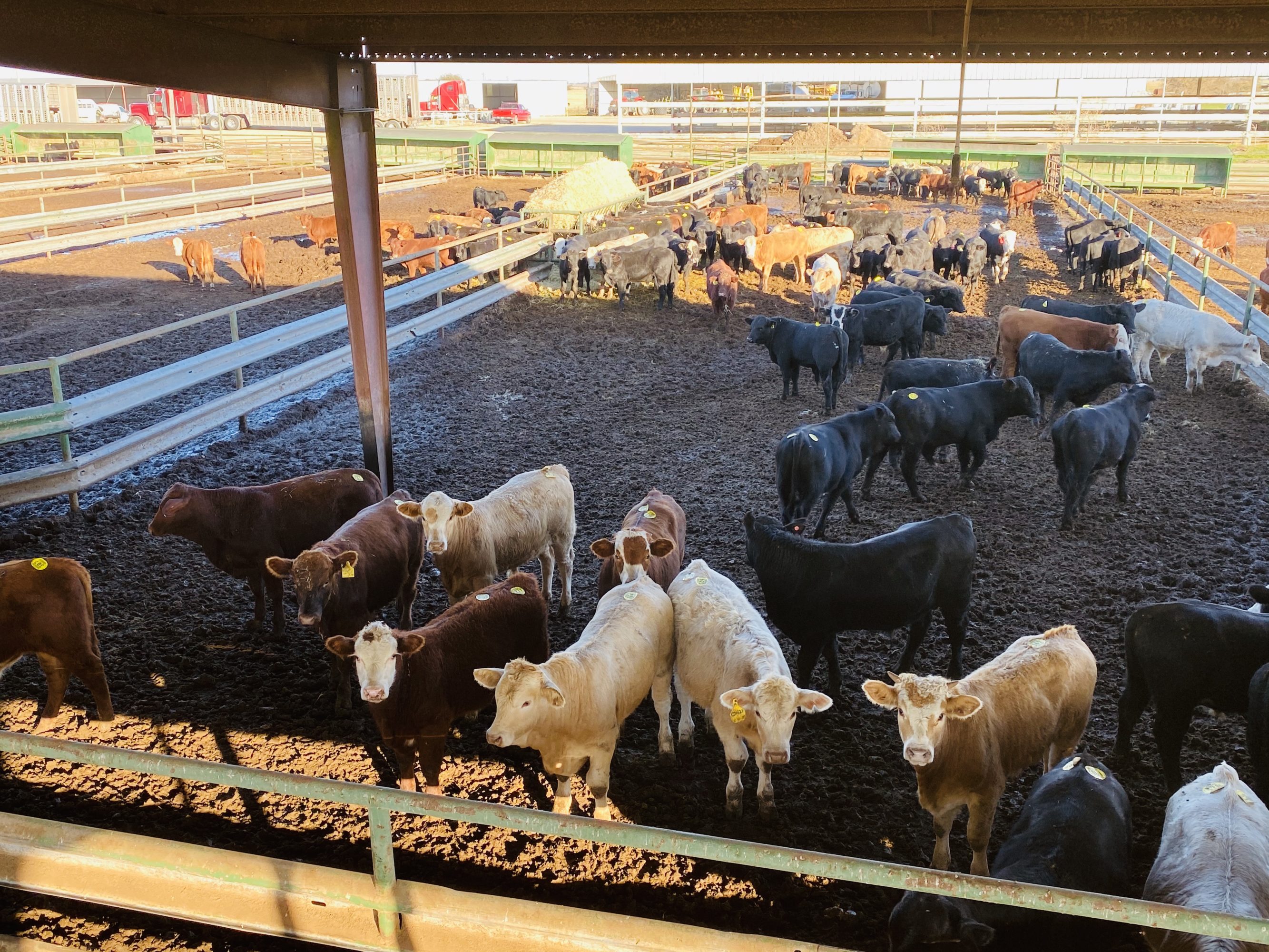 1 load #1 Steers/Bulls