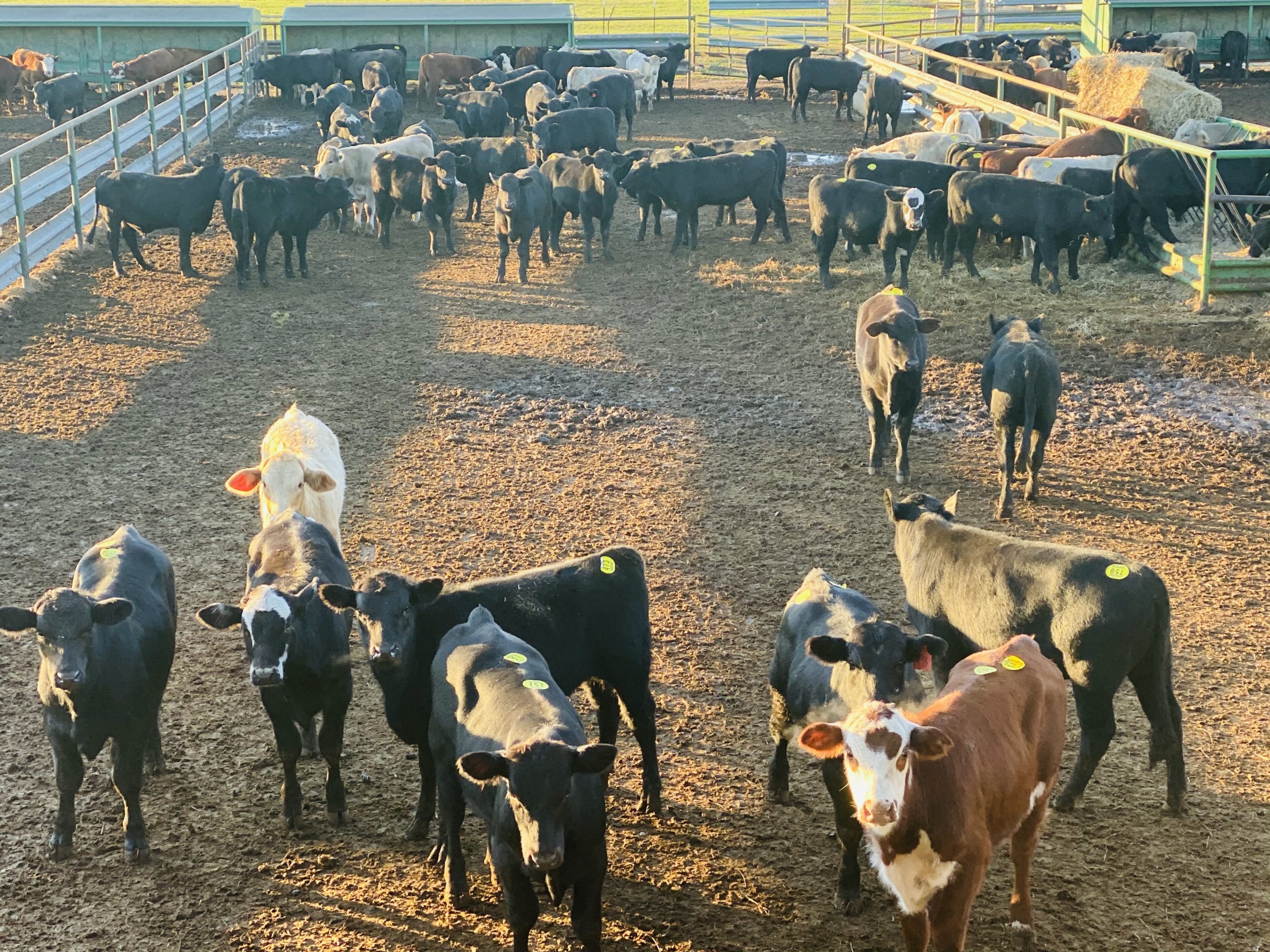 1 load #1 Steers/Bulls