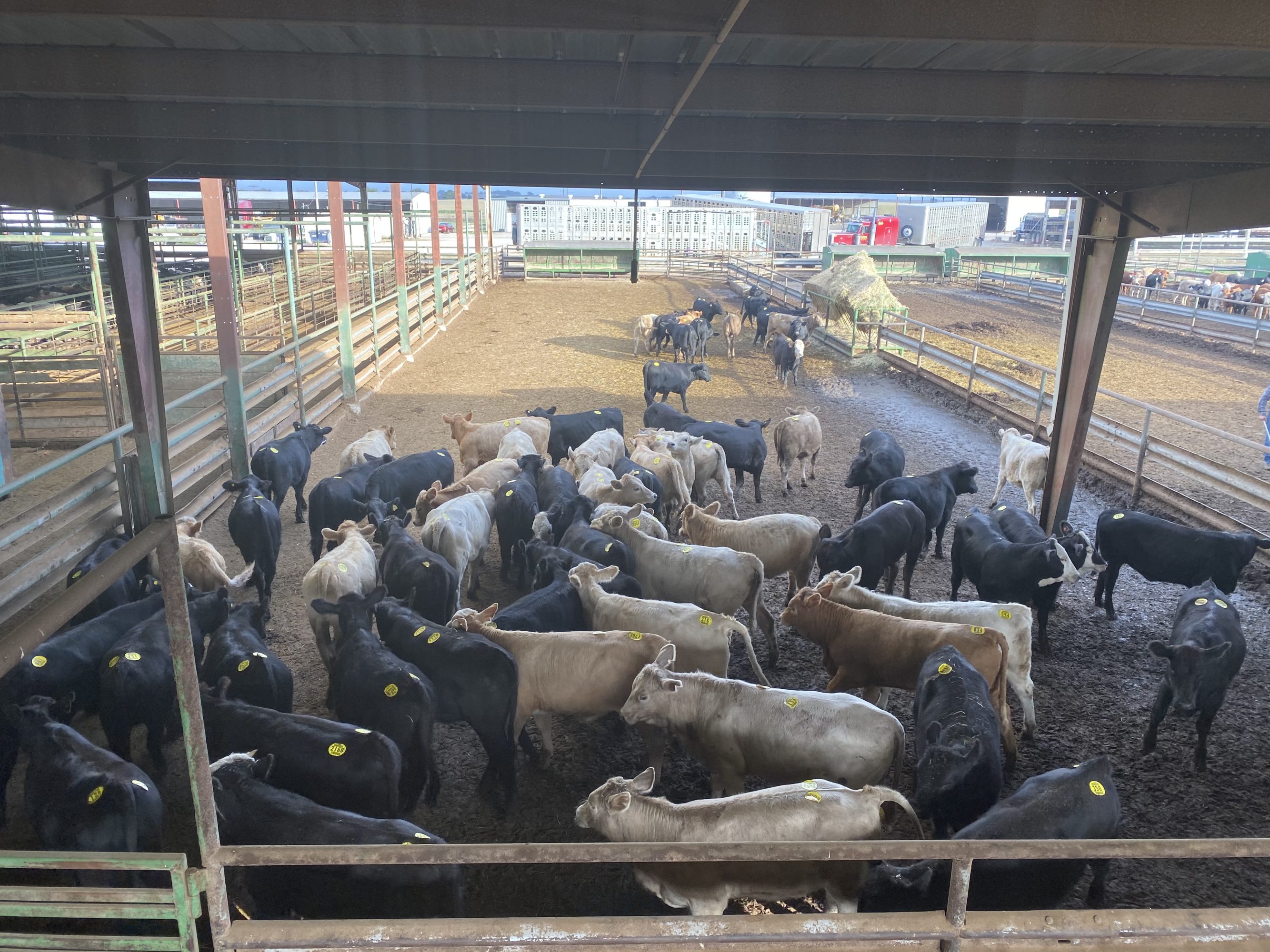 1 load #1 Heifers