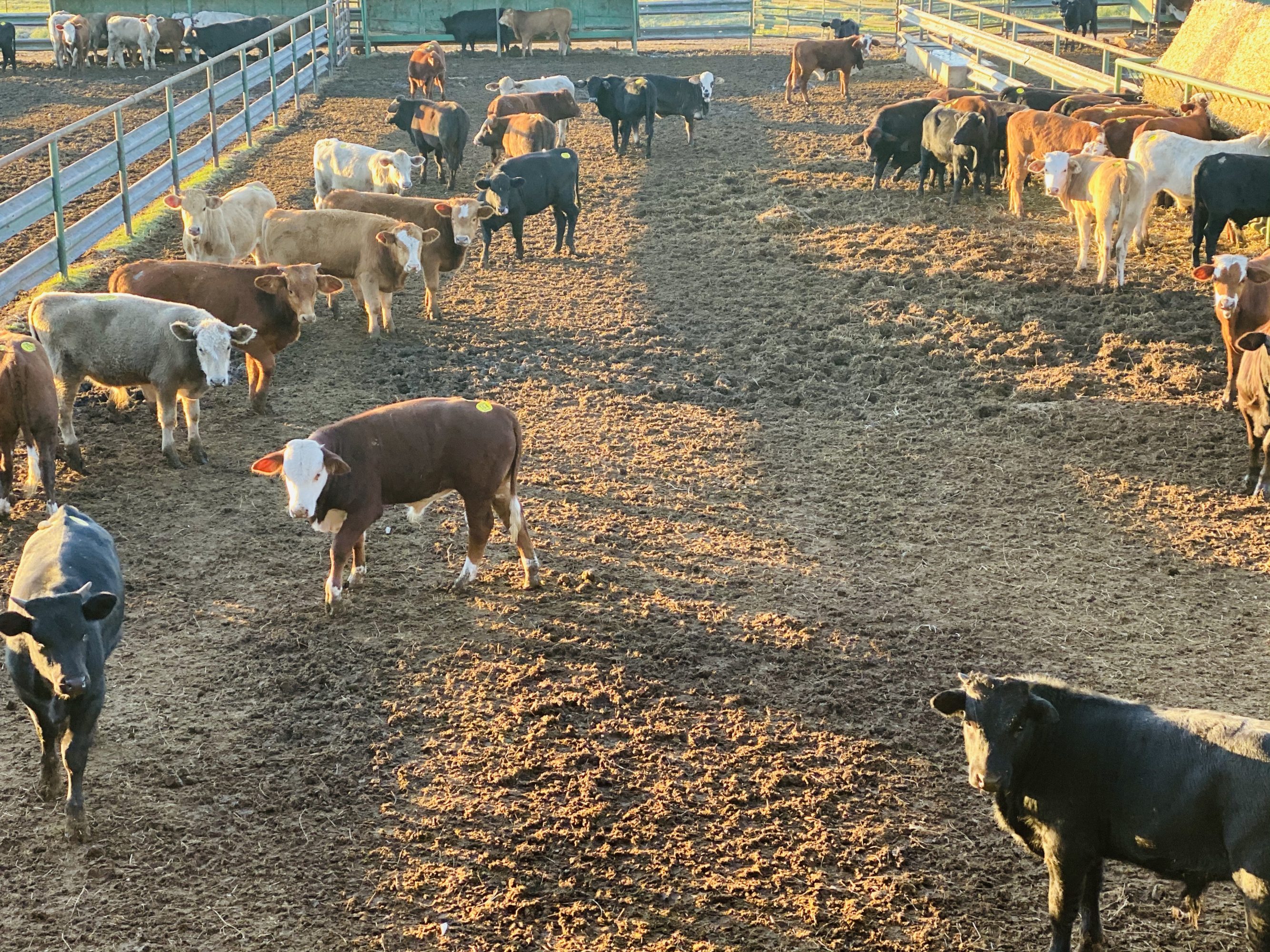 1 load #1 1/2 Steers/Bulls