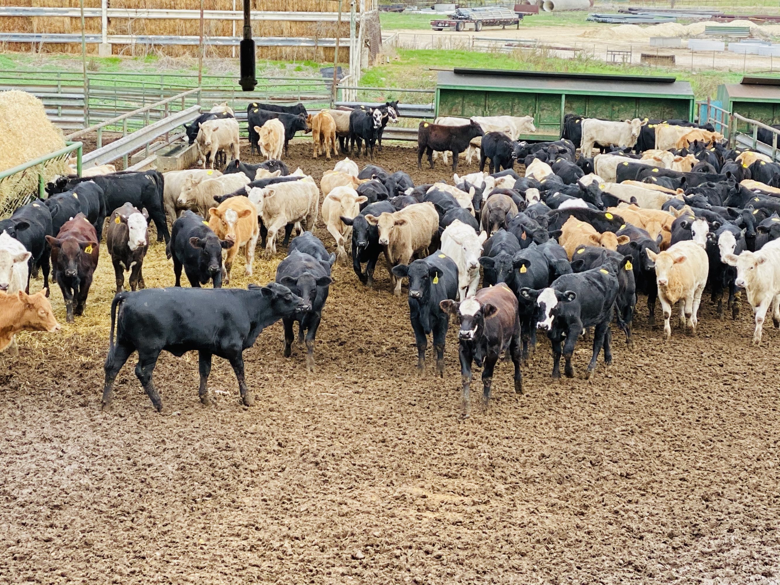 1 load #1 Heifers