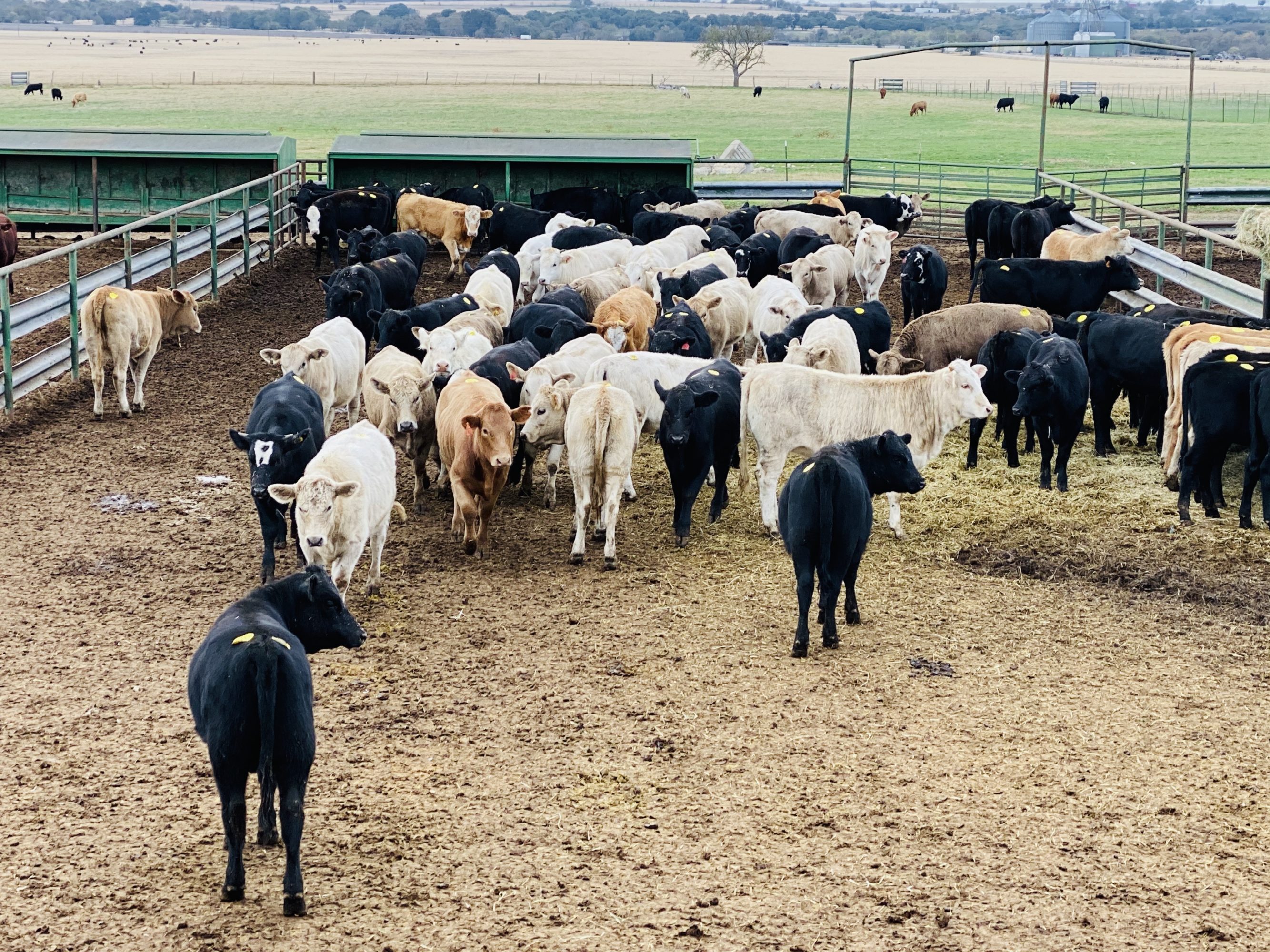 1 load Black/CharX Heifers