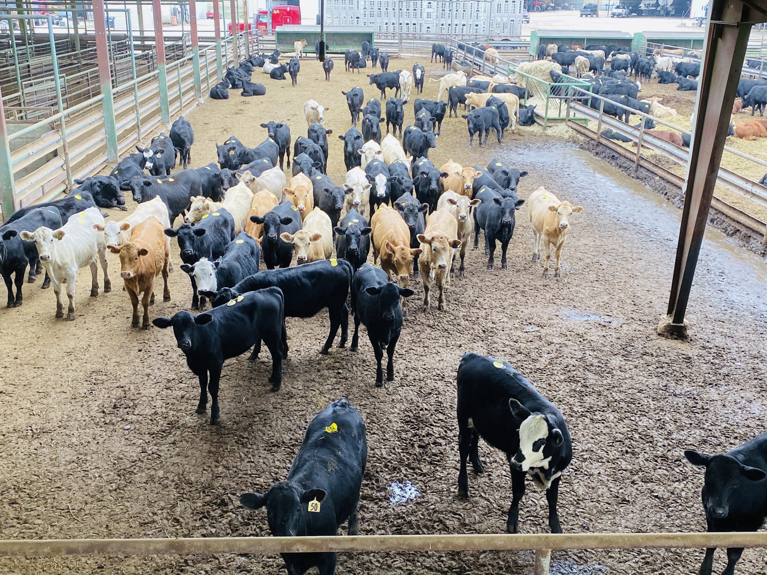 2 loads #1 Heifers