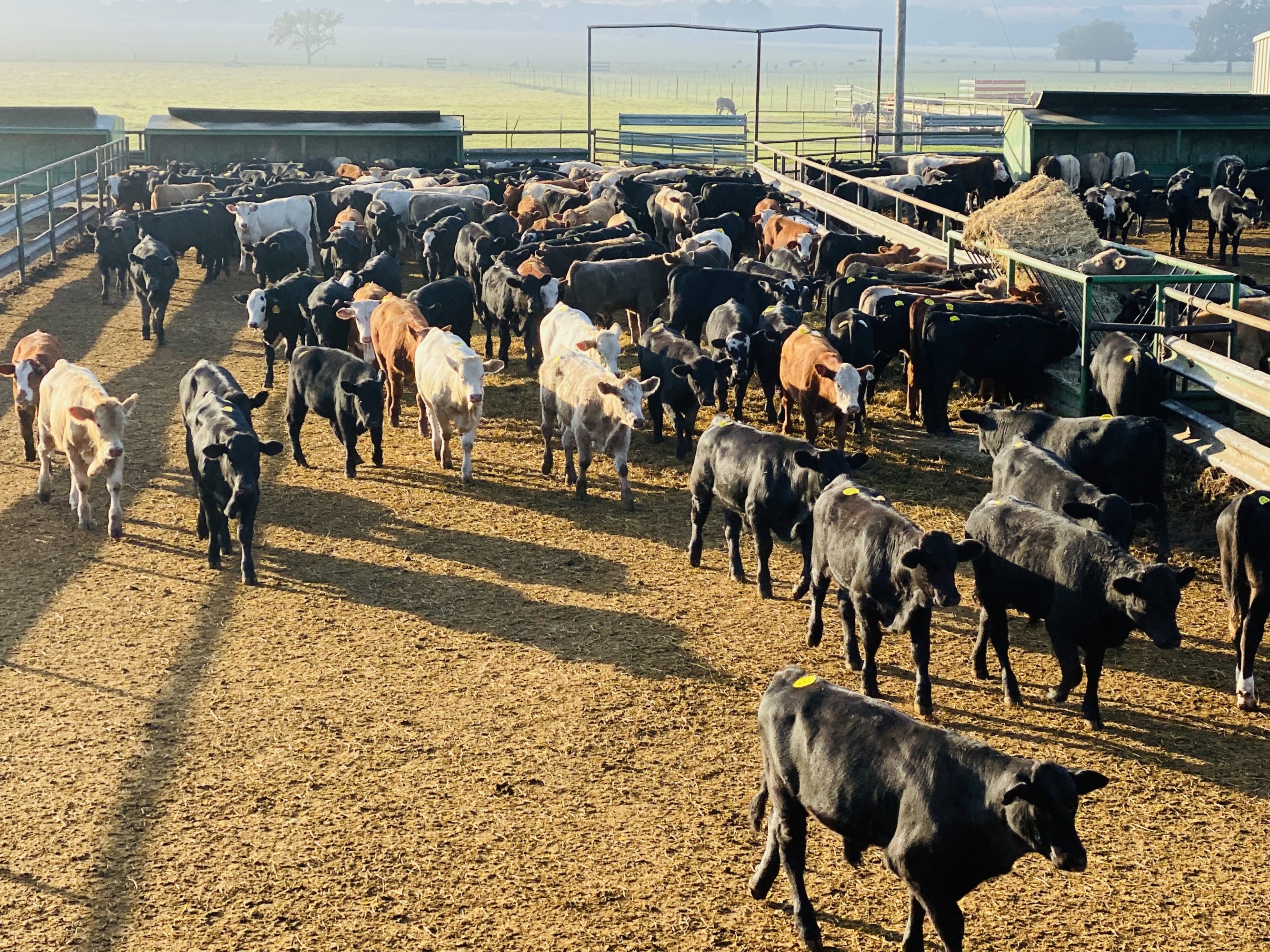 2 loads #1 Steers/Bulls
