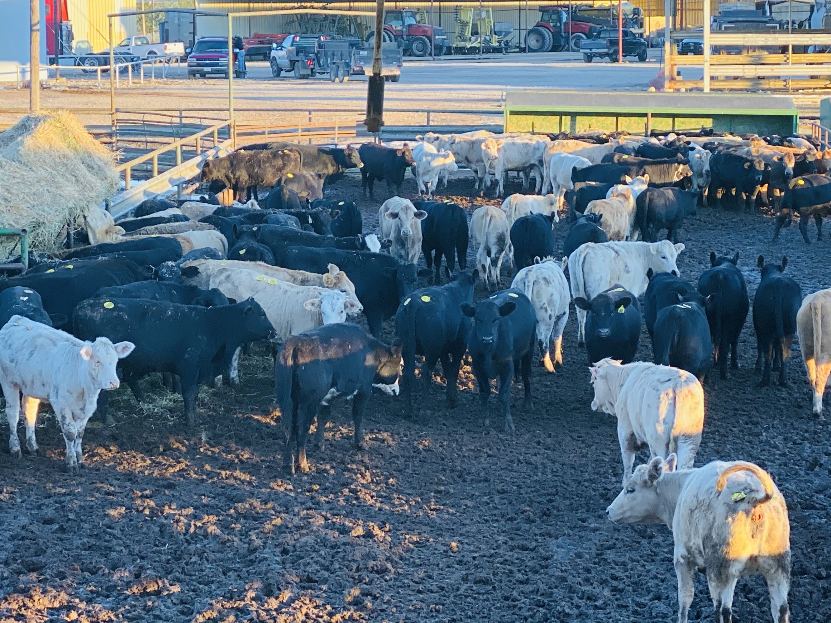 1 load #1 Black/CharX Heifers