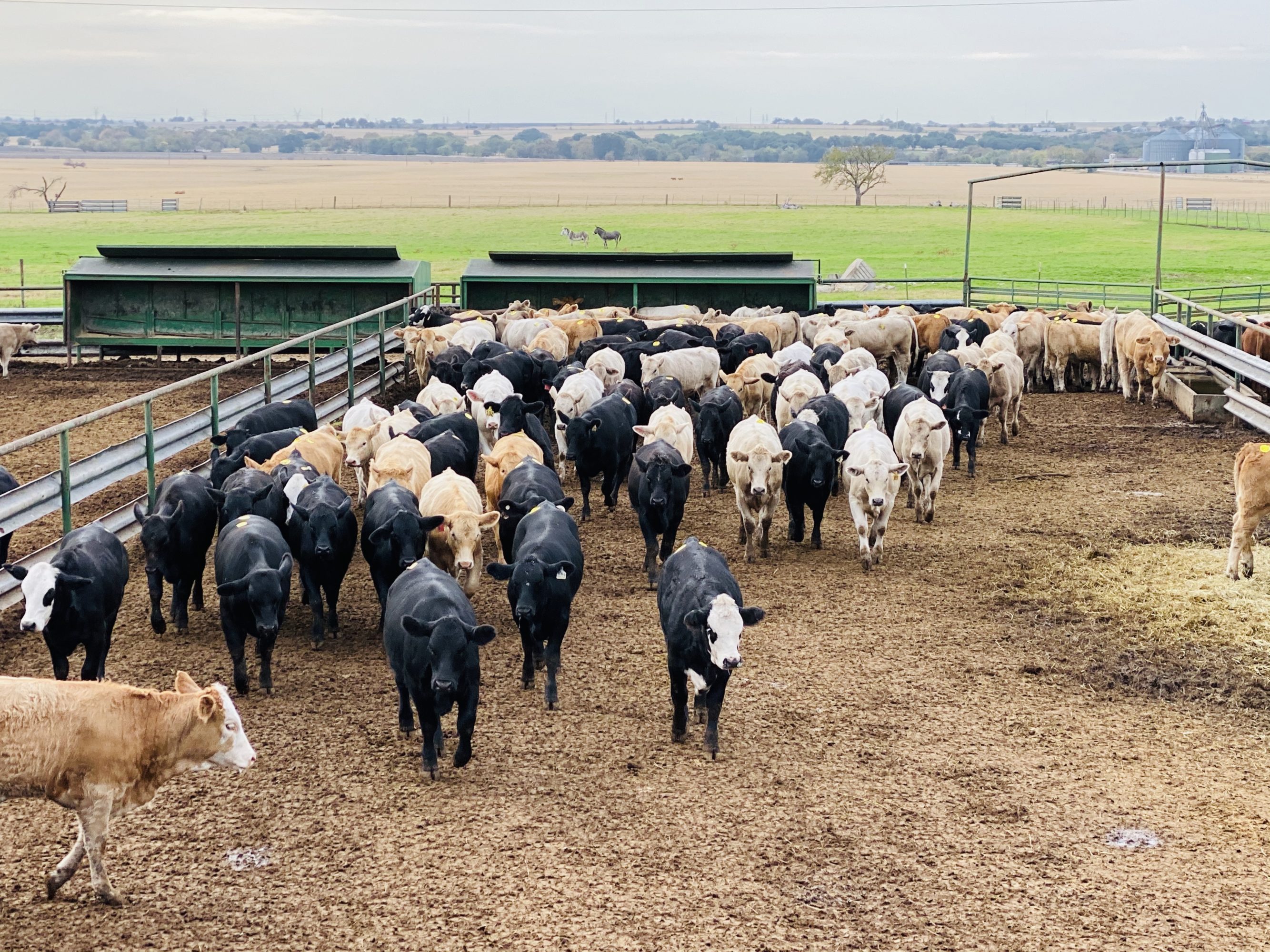 1 load #1 Black/CharX Heifers
