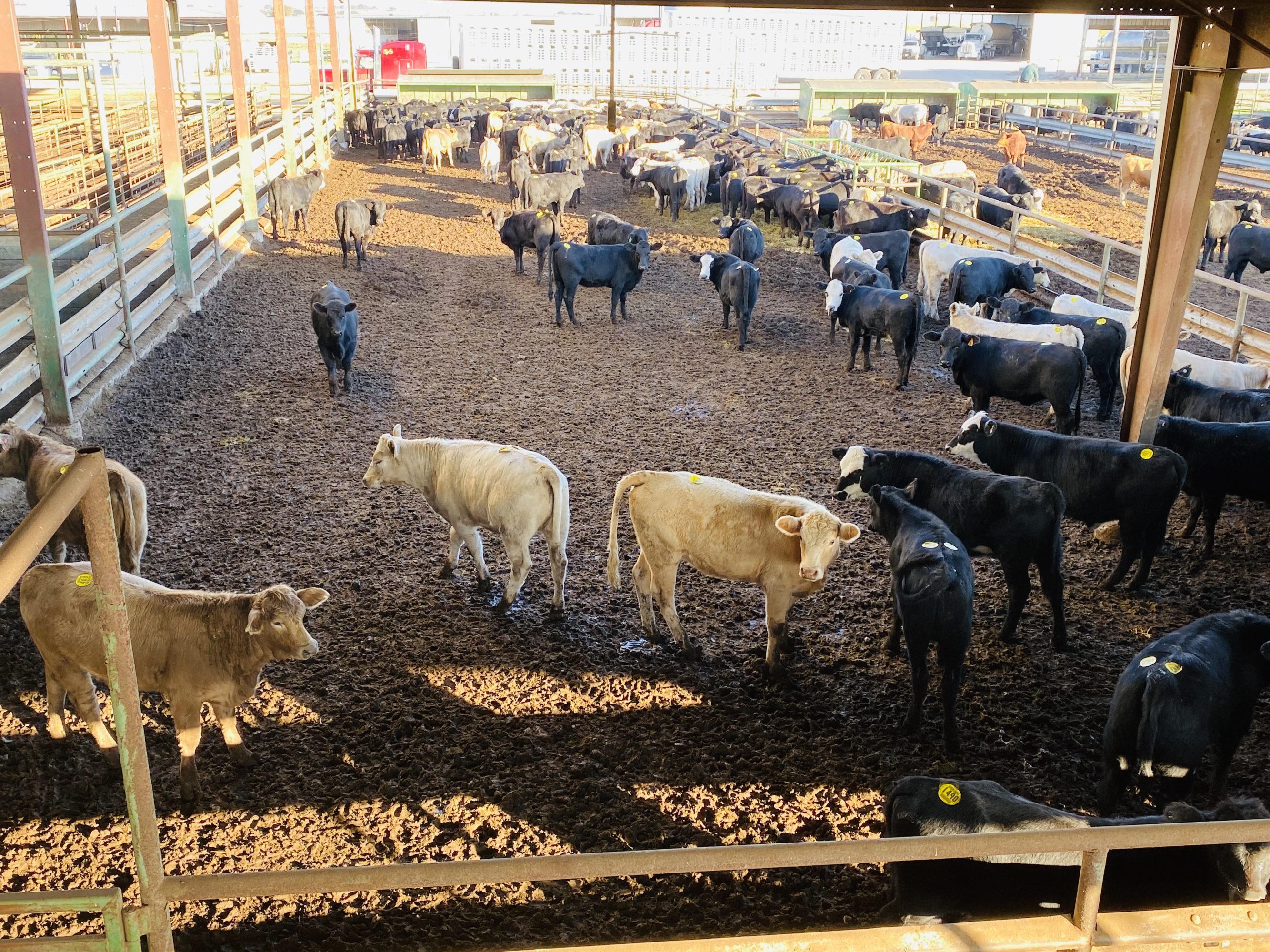 2 loads #1 Heifers