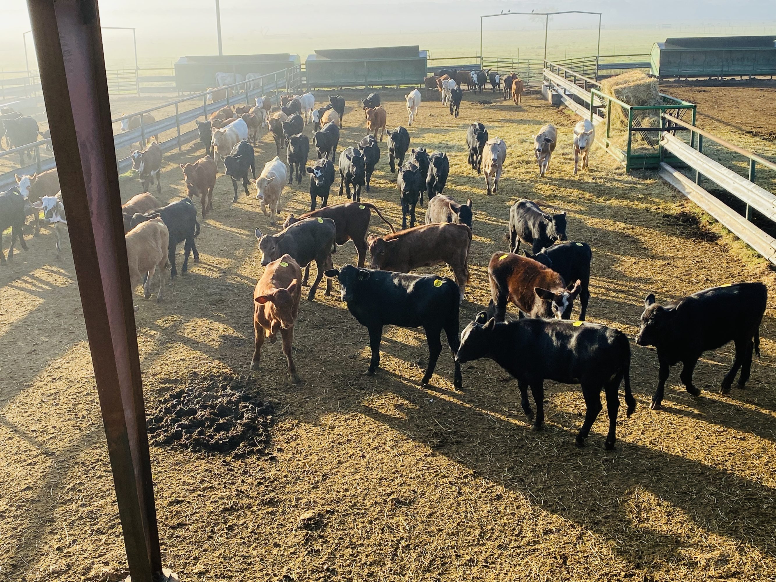 1 load #1 1/2 Heifers