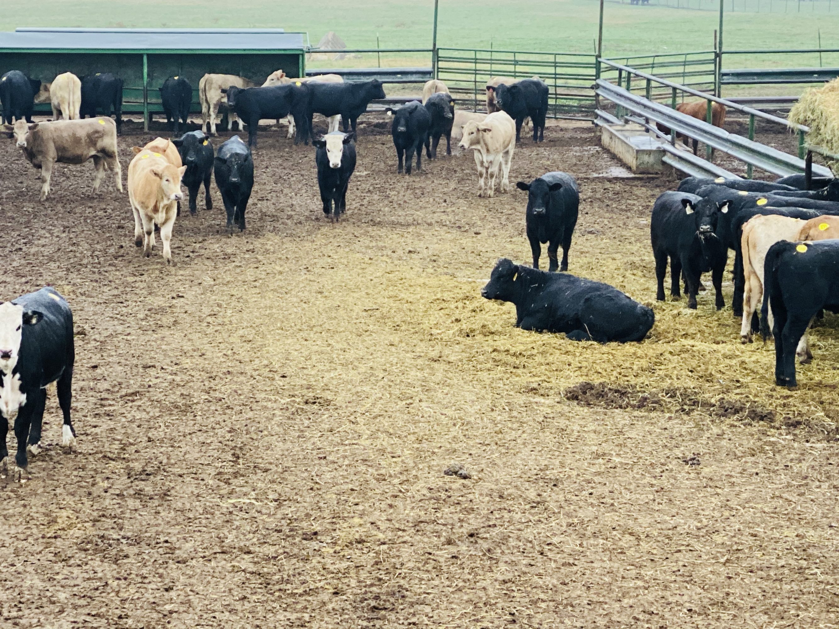 1 load #1 & #1 1/2 Heifers