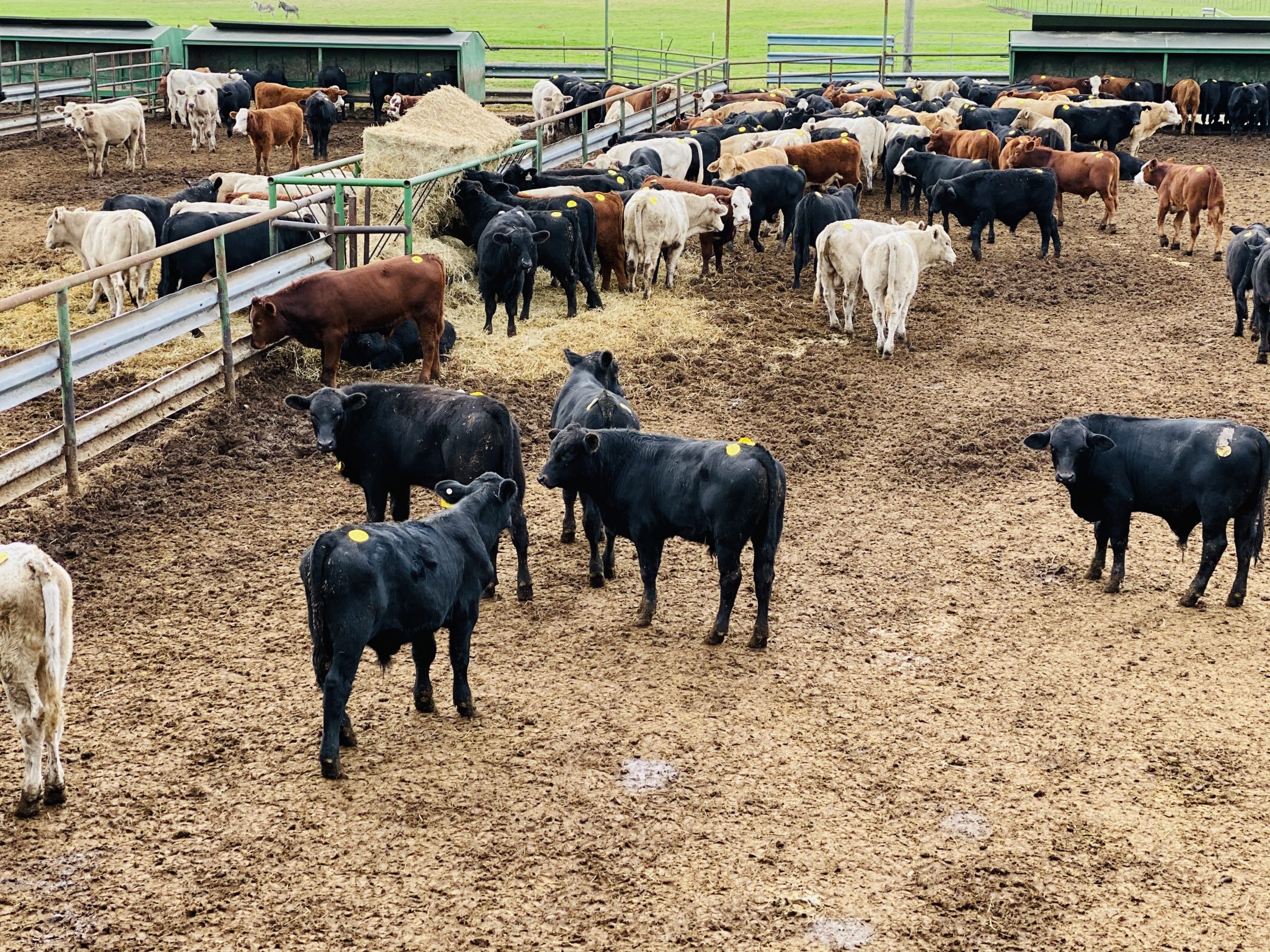 2 loads #1 Steers/Bulls