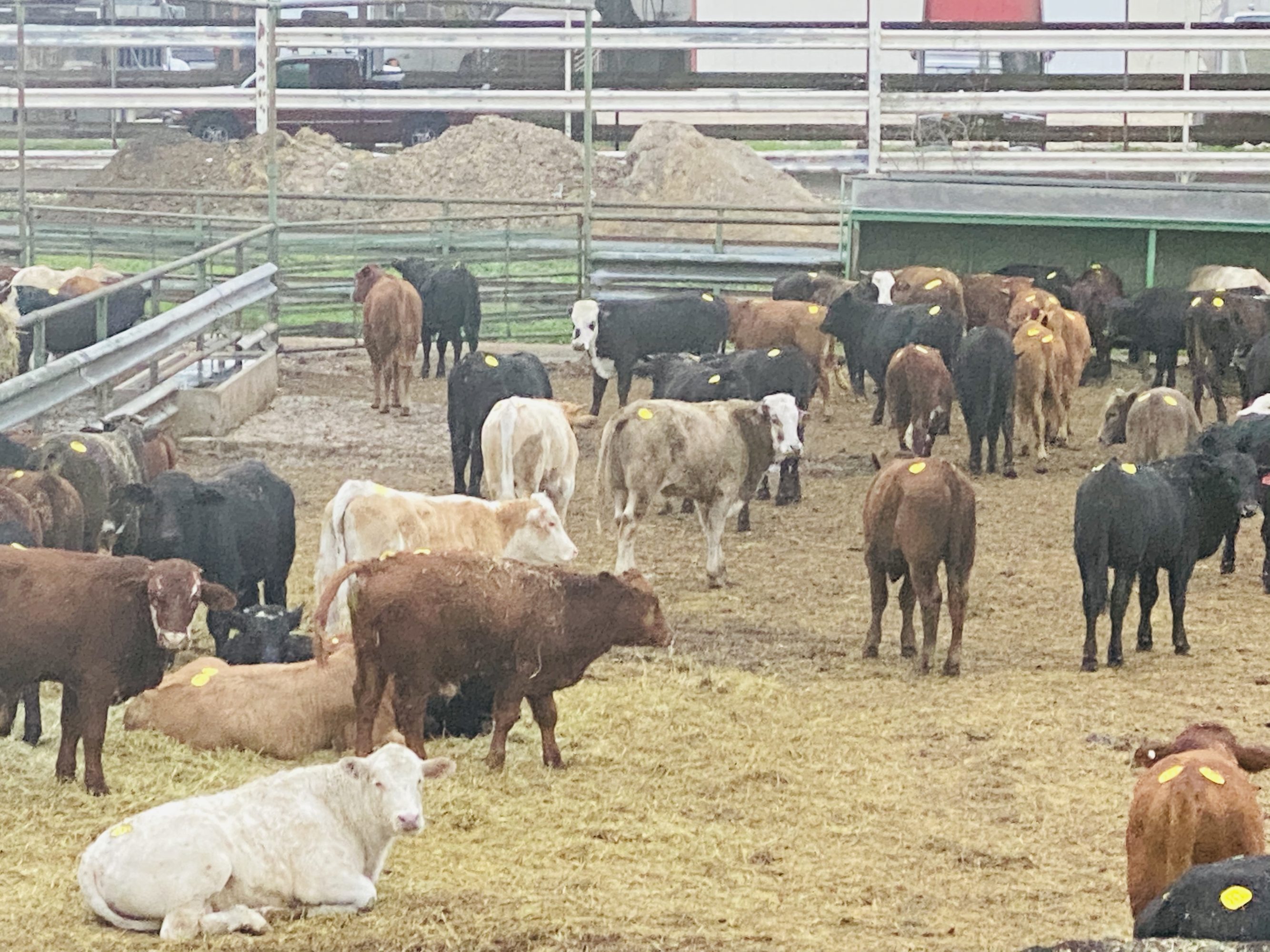 1 load #1 1/2 Steers/Bulls | Capitol Land & Livestock