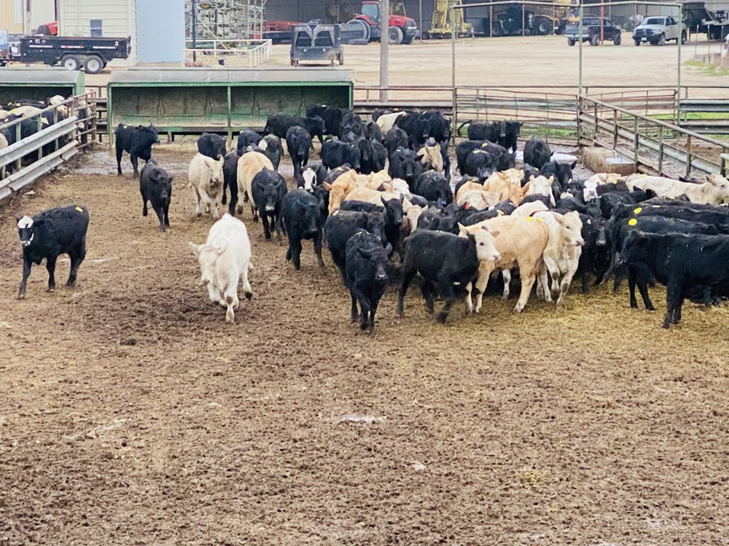 1 load #1 Heifers | Capitol Land & Livestock