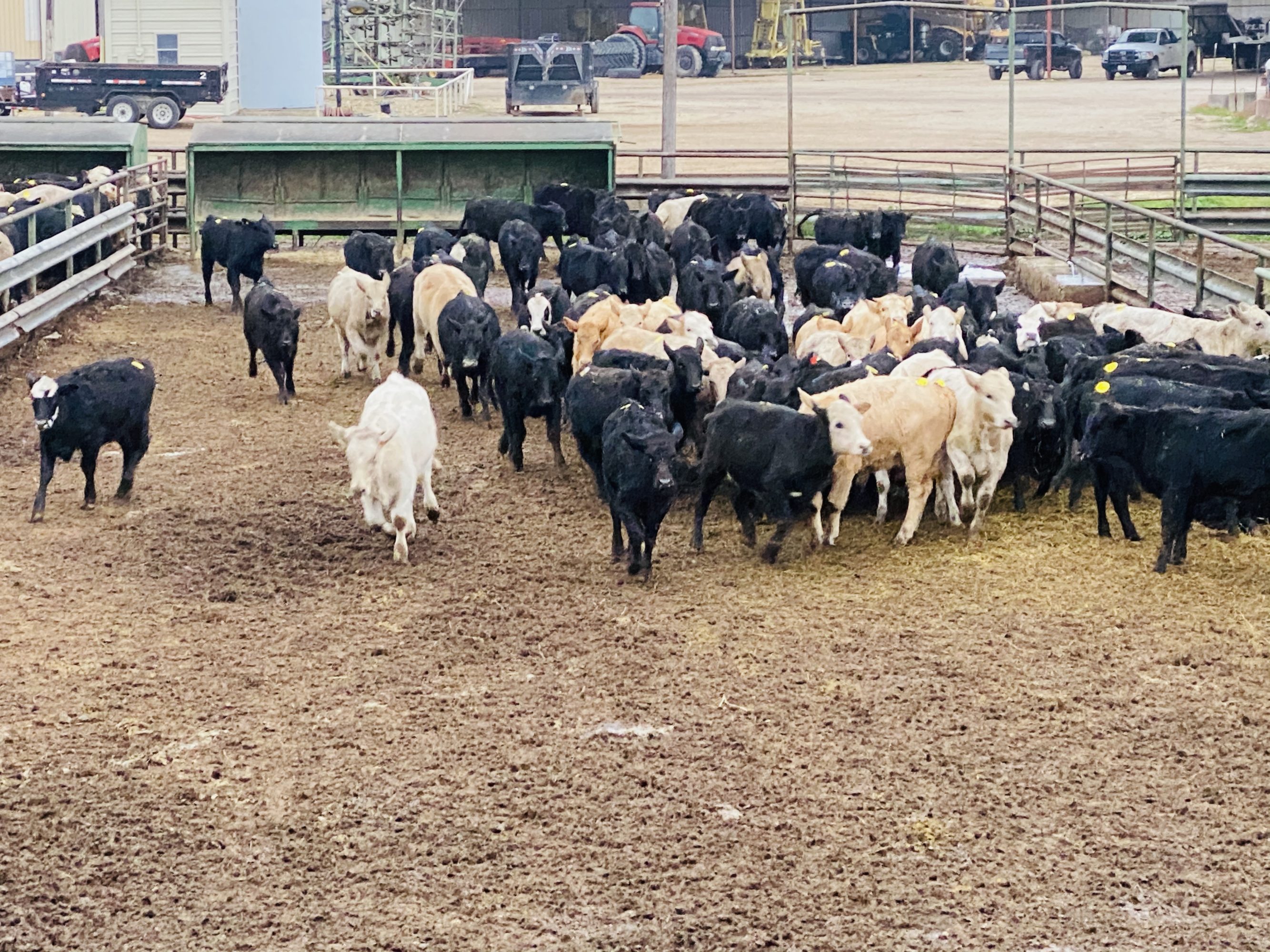 1 load #1 Heifers