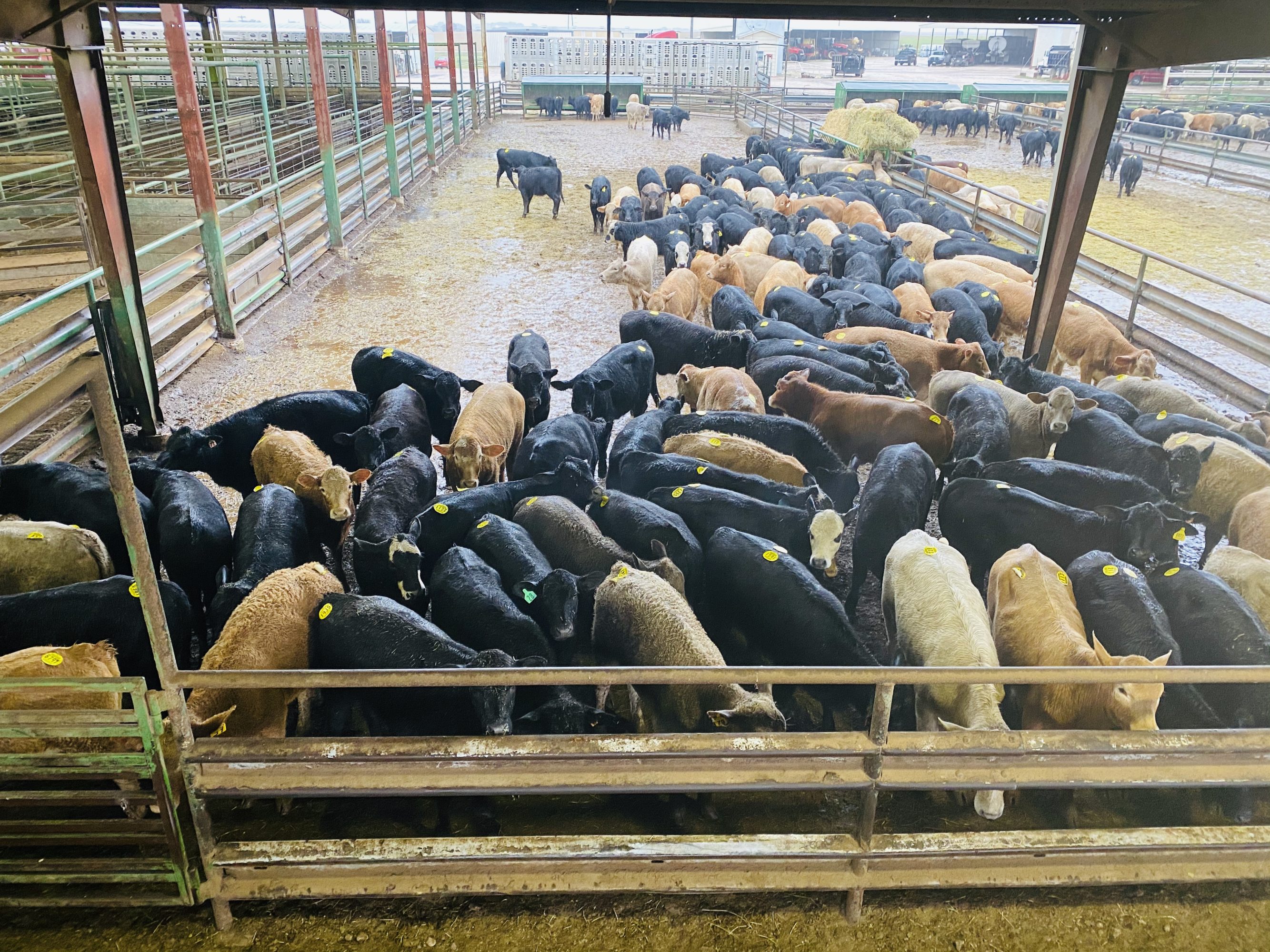 3 loads #1 & #1 1/2 Heifers