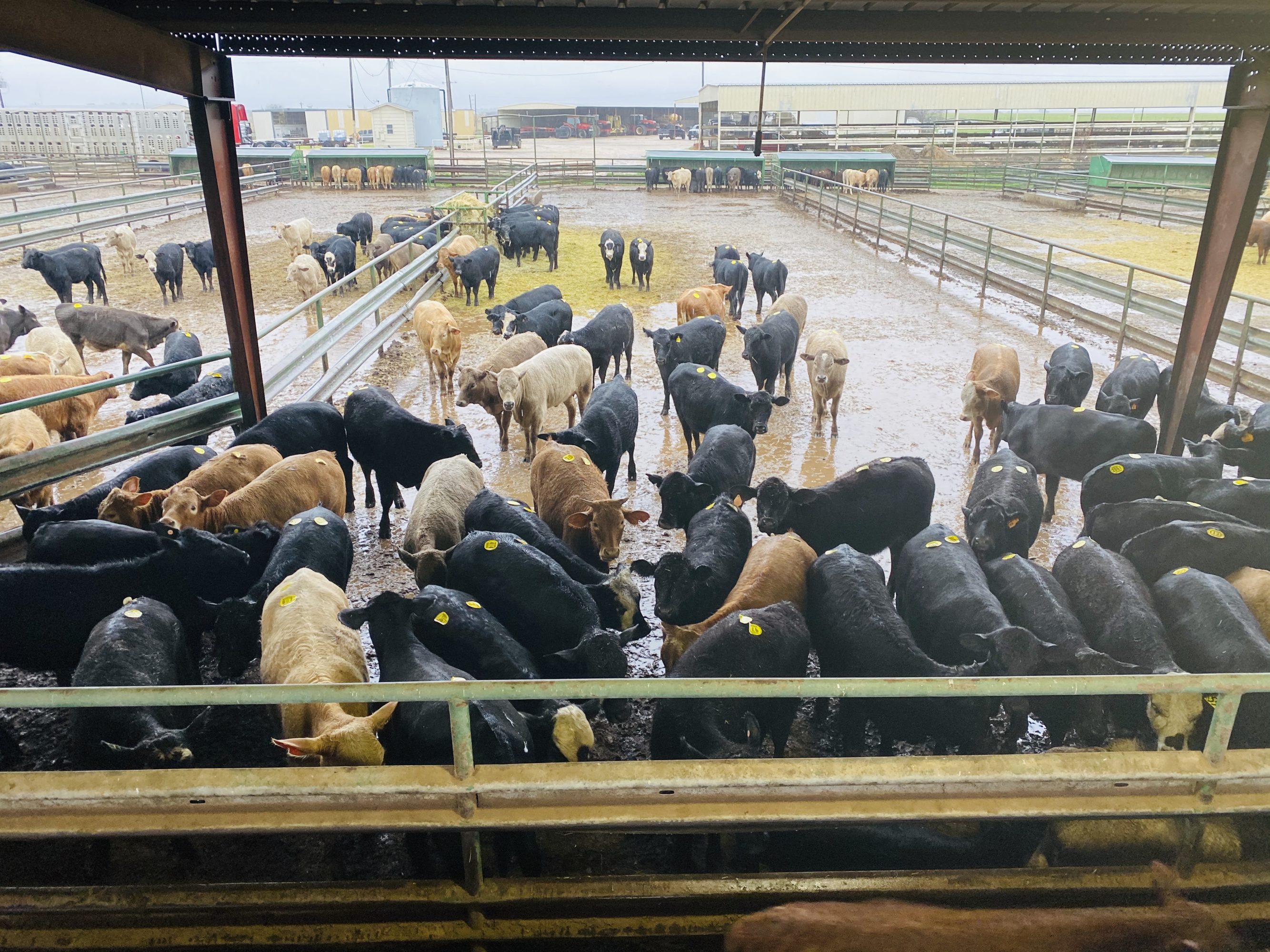 1 load #1 Black/CharX Heifers