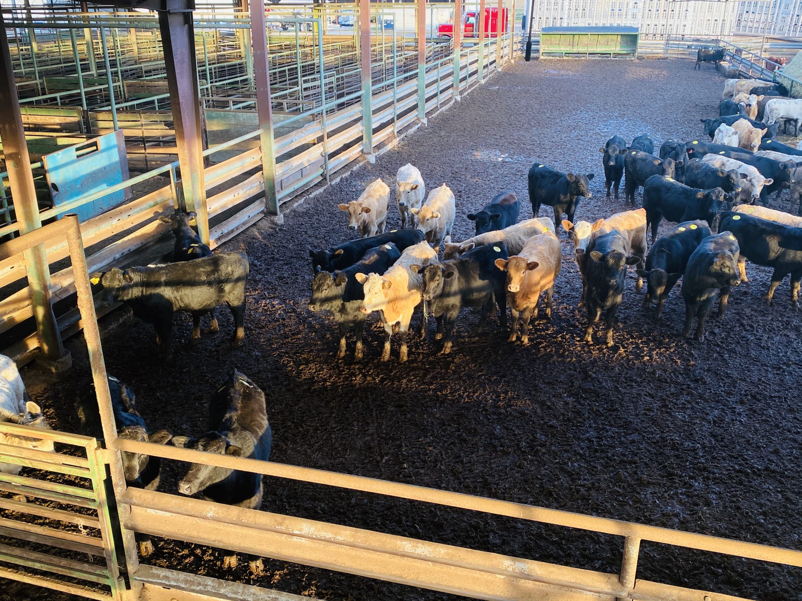 1 load #1 Heifers