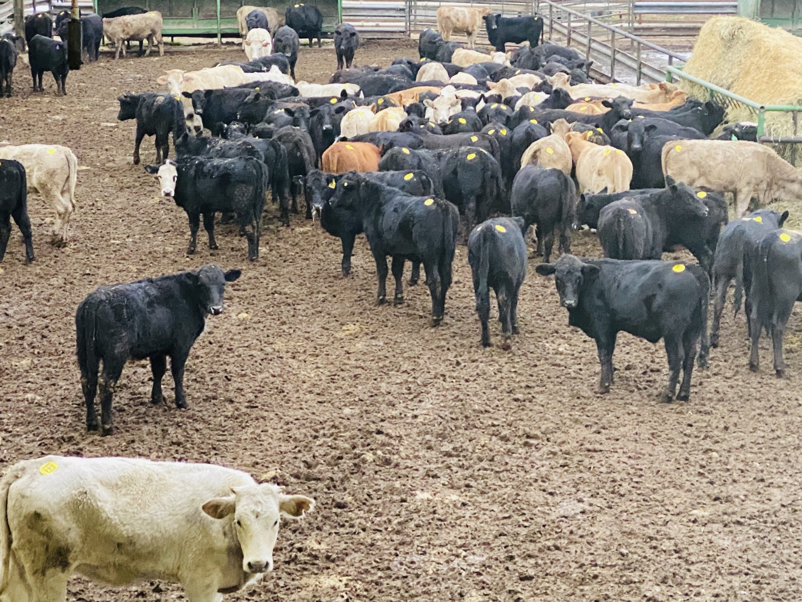 1 load #1 Black/CharX Heifers
