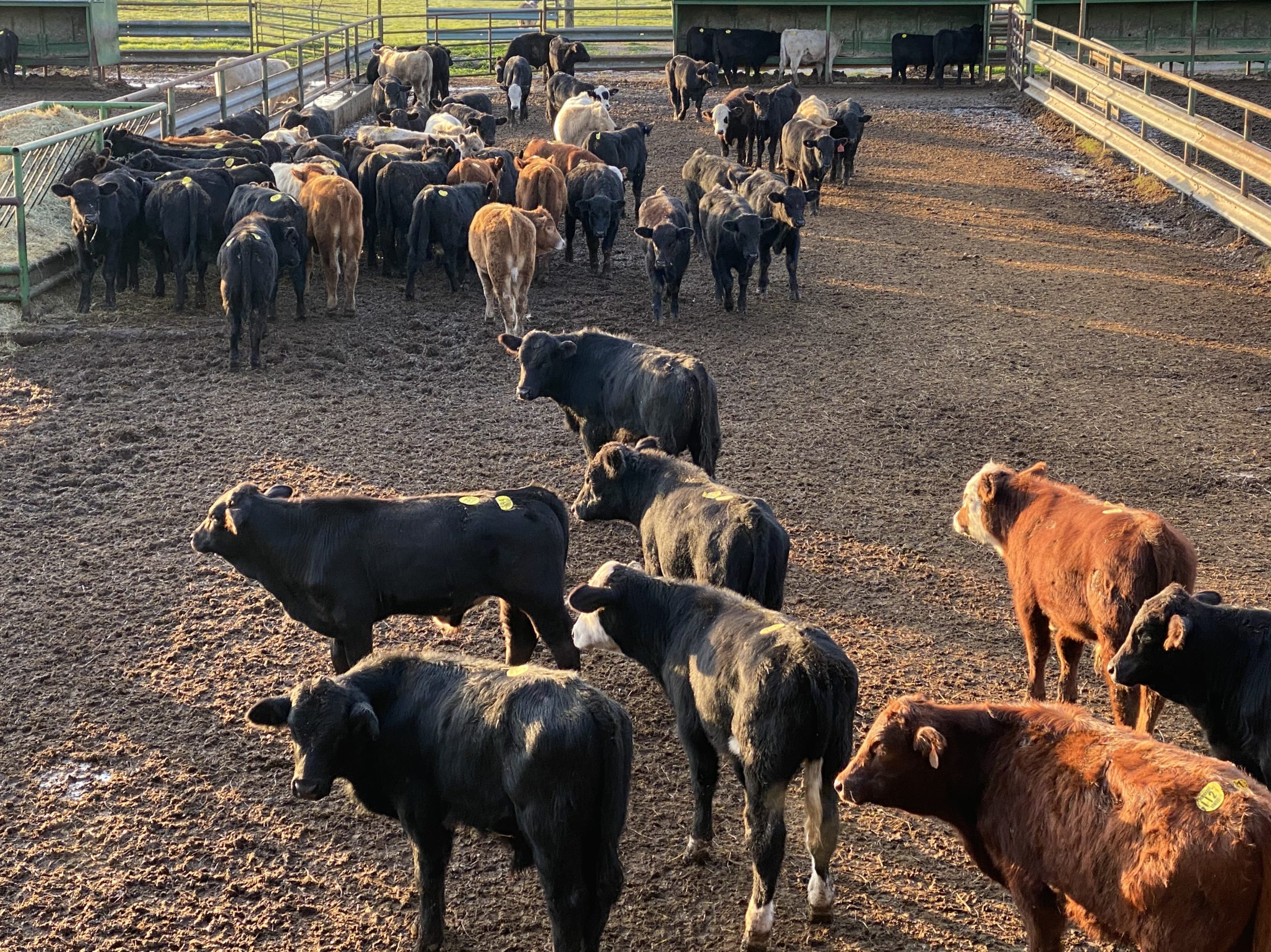 1 load #1 Steers/Bulls