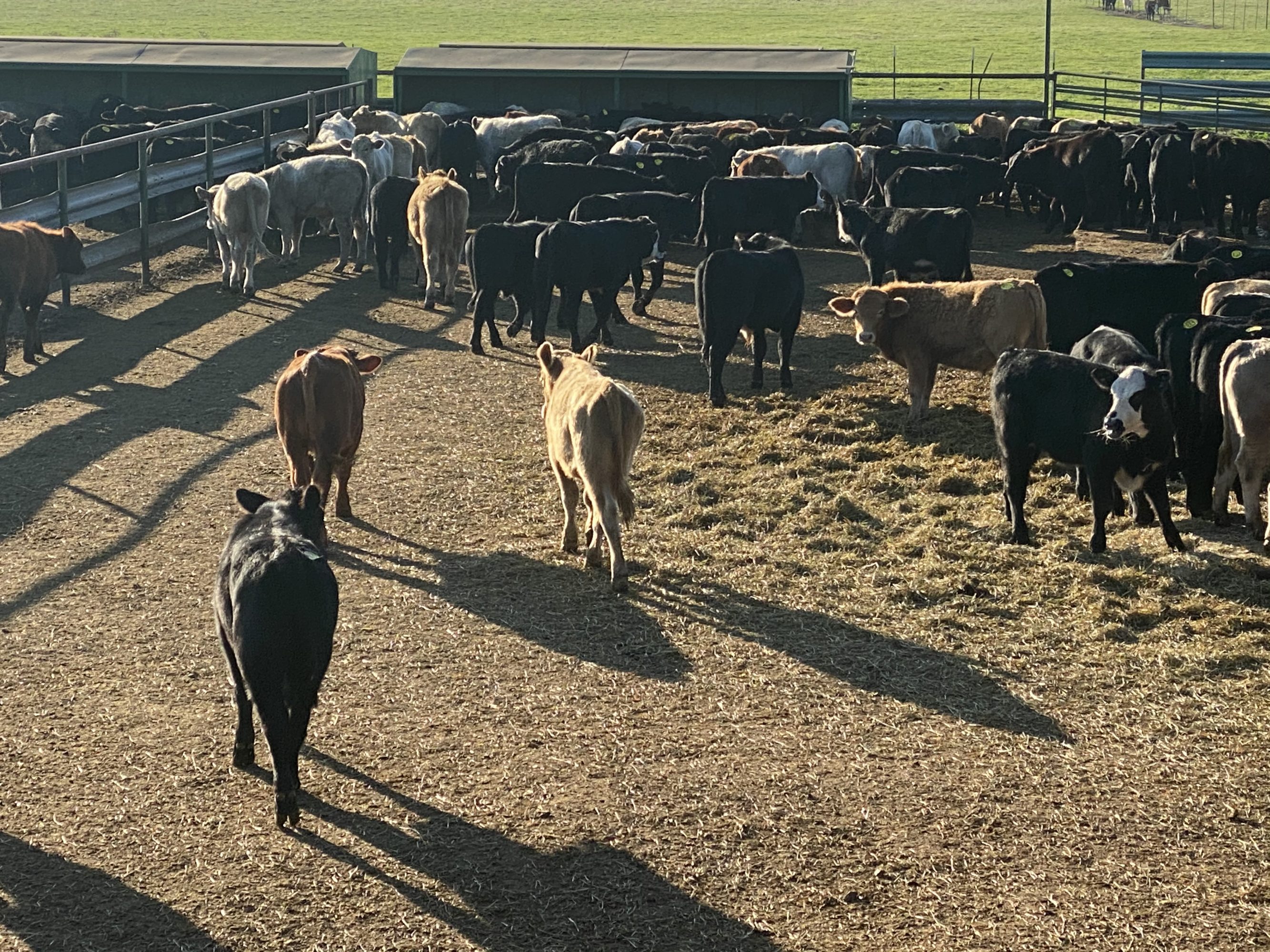 1 load #1 Steers/Bulls | Capitol Land & Livestock