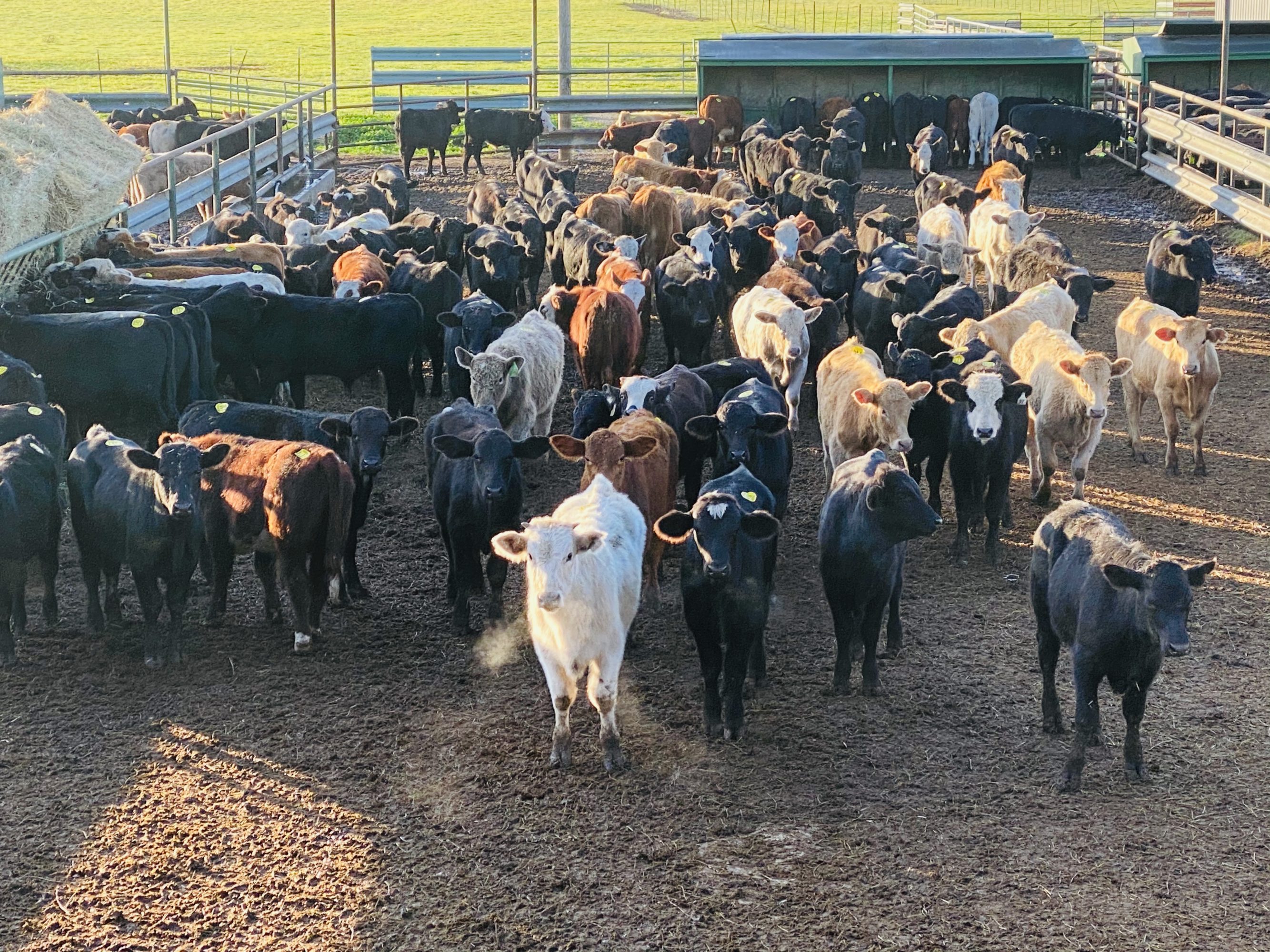 2 loads #1 Steers/Bulls