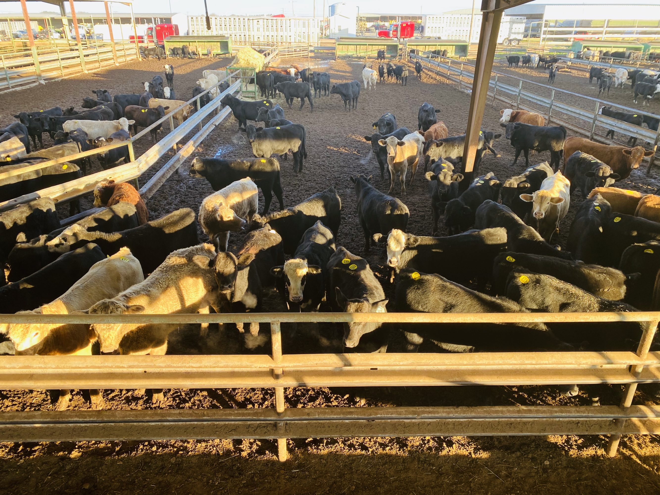 1 load #1 Steers/Bulls