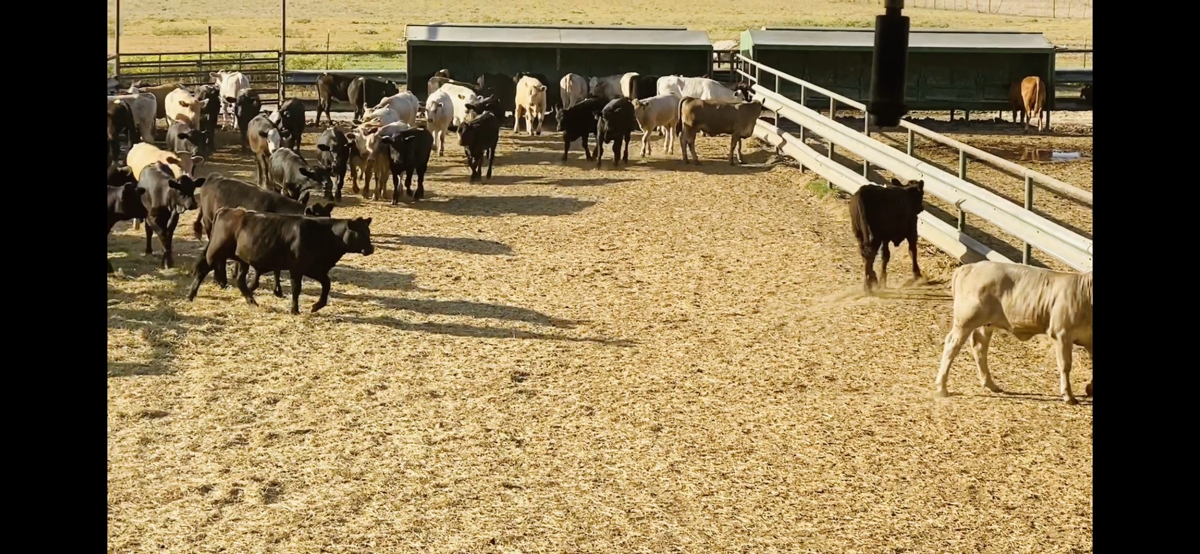 1 load #1 Black/CharX Heifers
