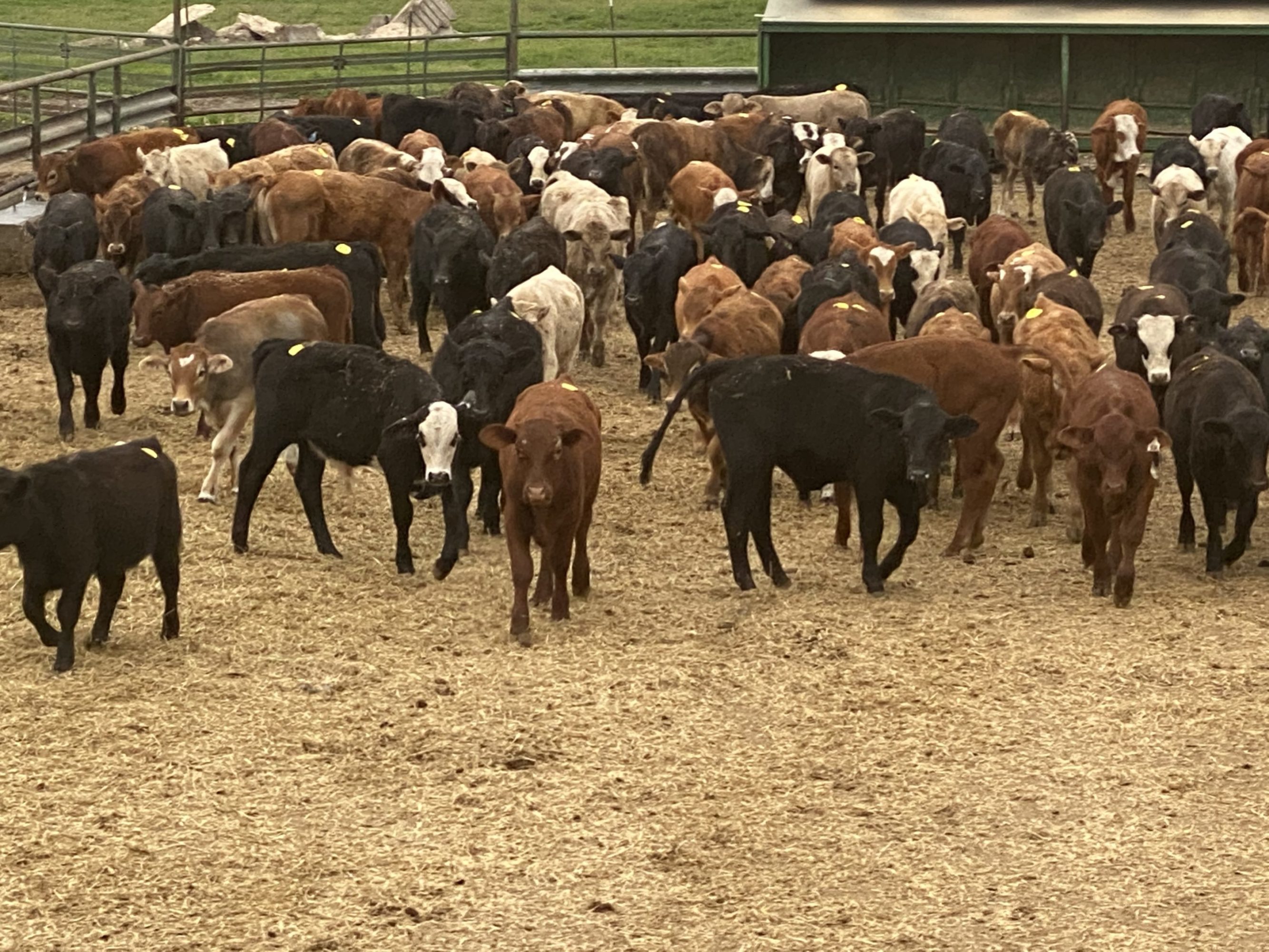 1 load #1 1/2 Steers/Bulls
