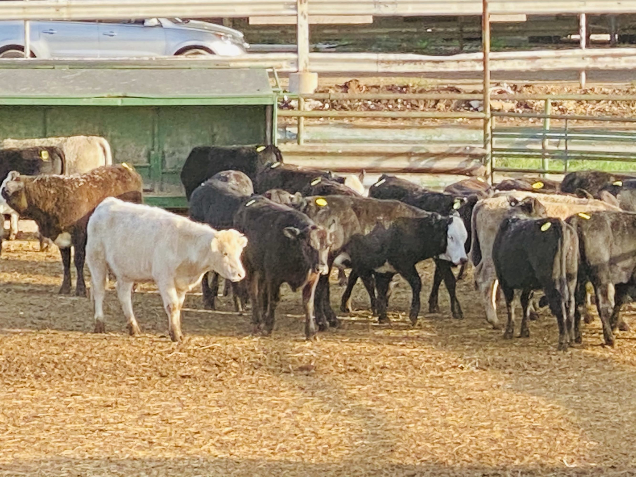 1 load #1 Black/CharX Heifers