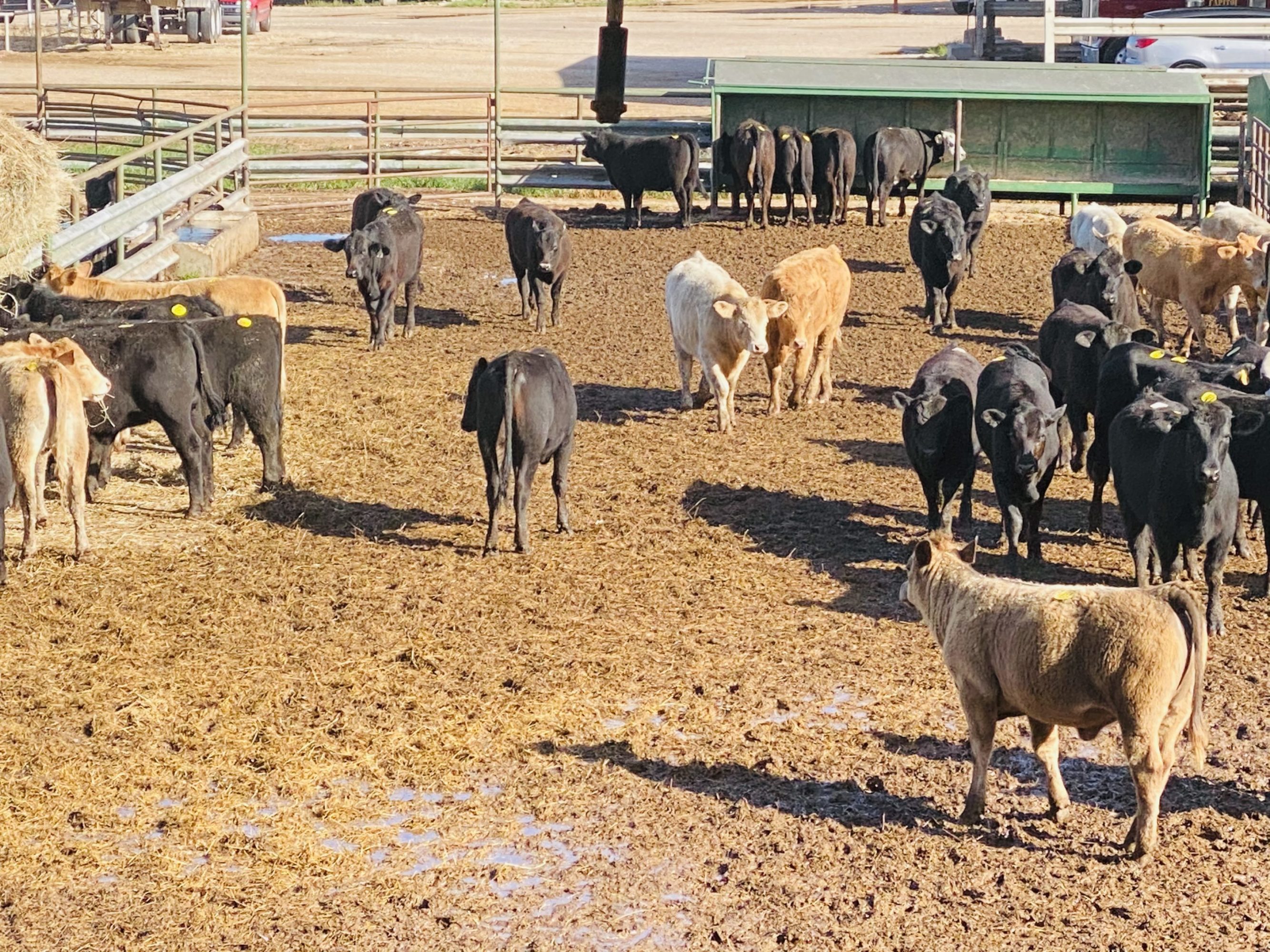 1 load #1 & #1 1/2 Heifers
