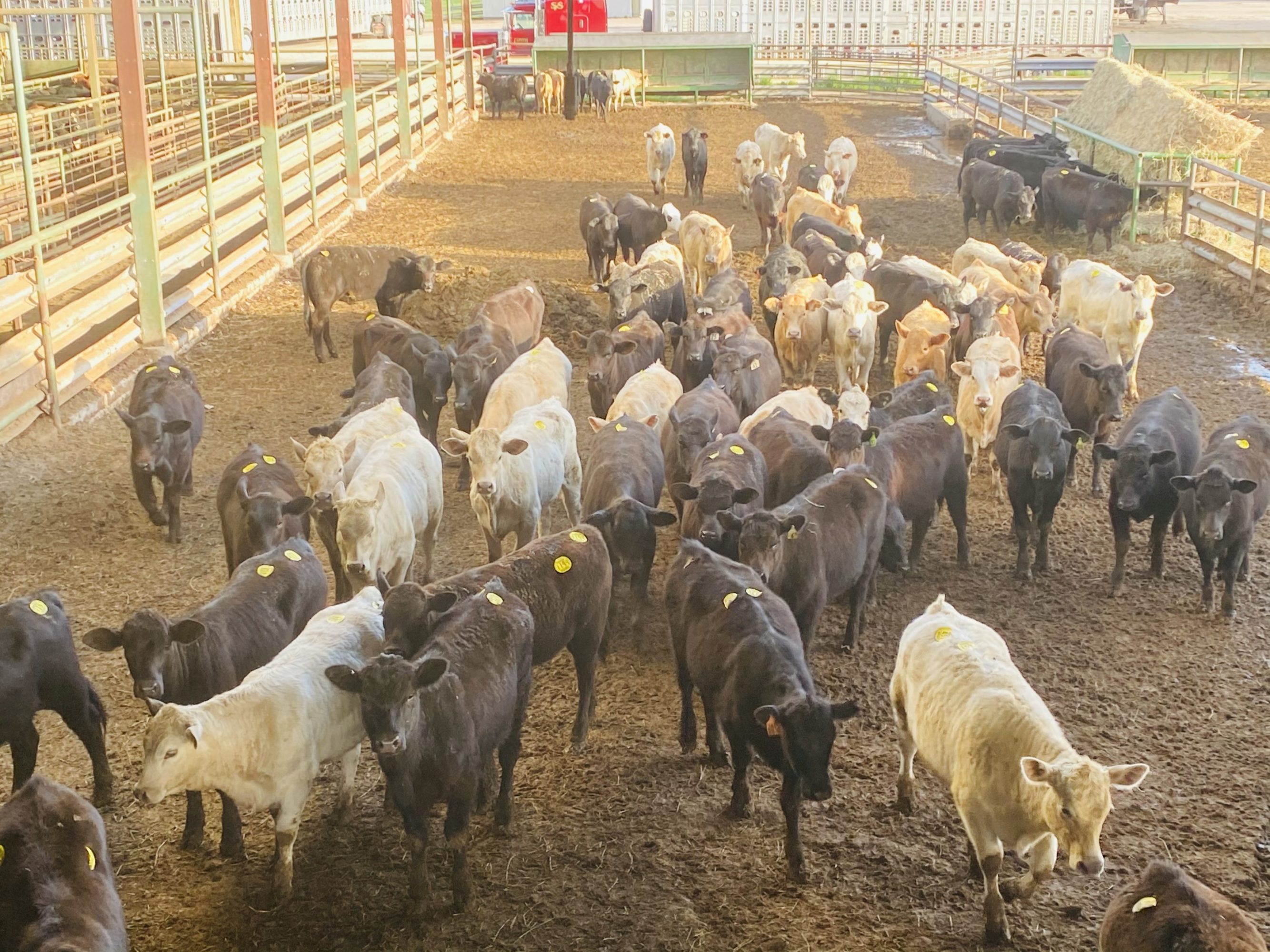 1 load #1 & #1 1/2 Heifers