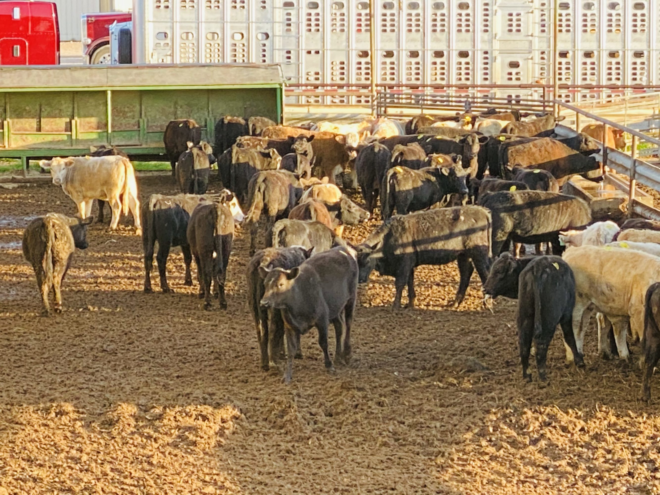 1 load #1 & #1 1/2 Heifers