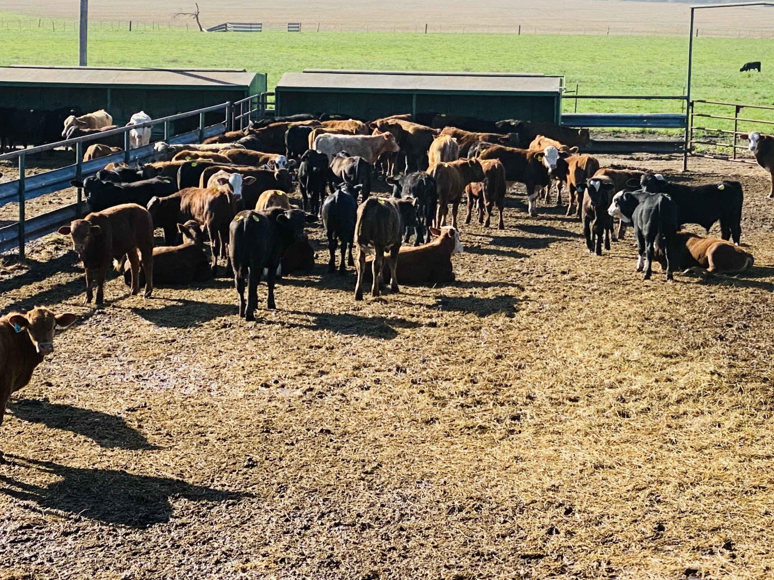 1 load #1 1/2 Steers/Bulls