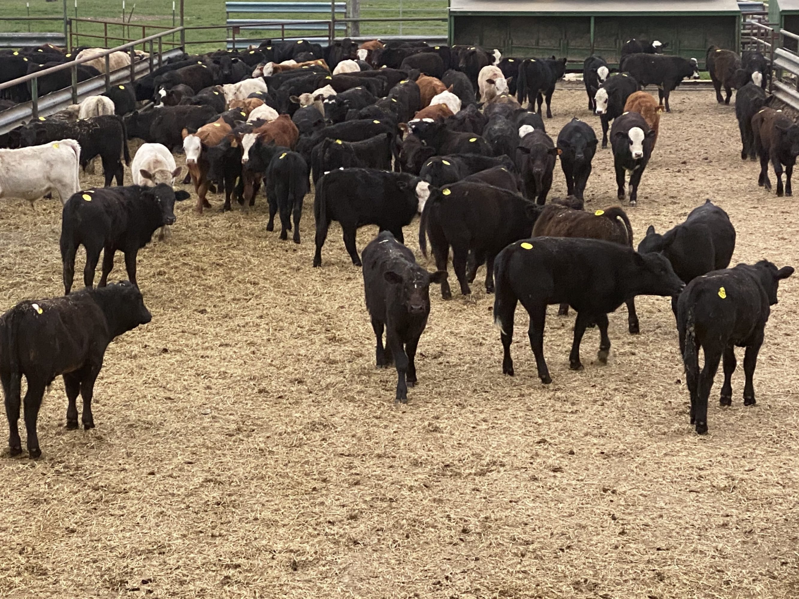 1 load #1 Steers/Bulls