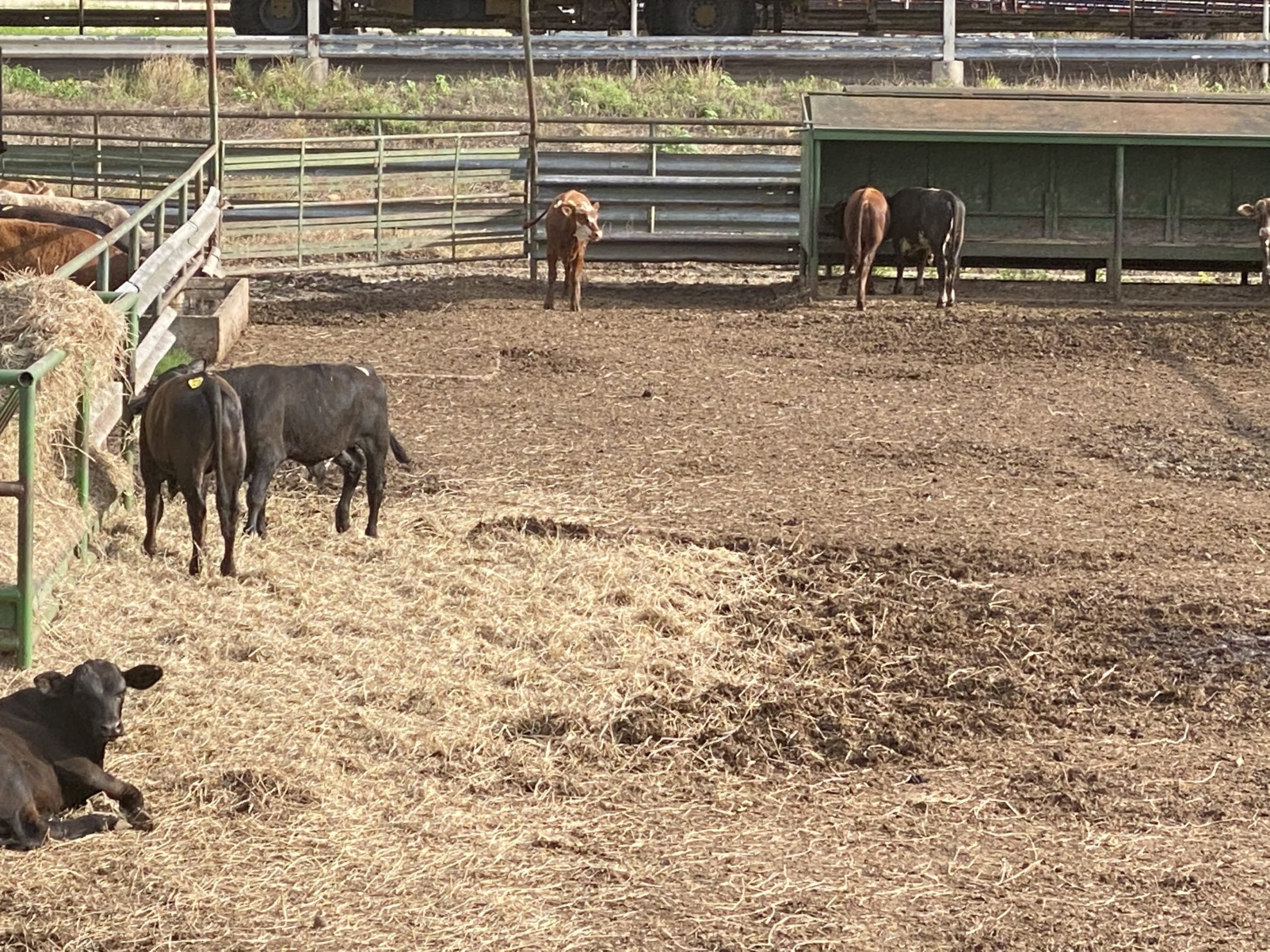 1 load #1 1/2 Steers/Bulls