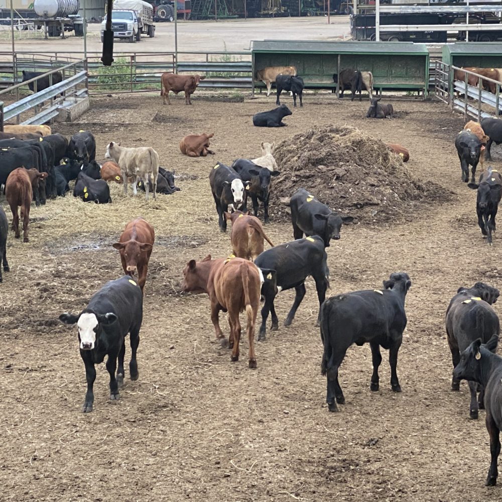 Cattle For Sale in Texas Capitol Land & Livestock